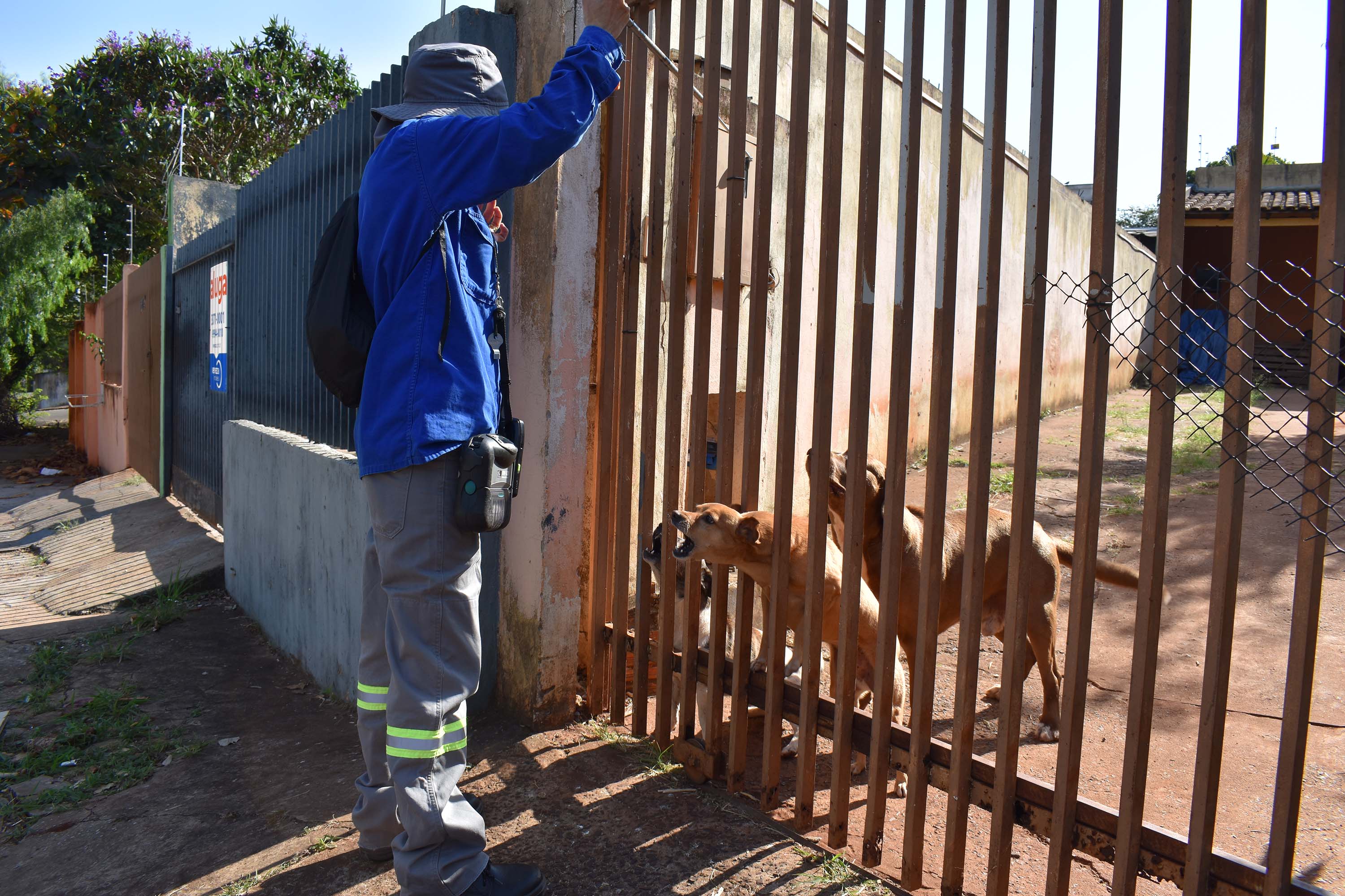 Copel alerta sobre cuidados com cães. Foto: Copel