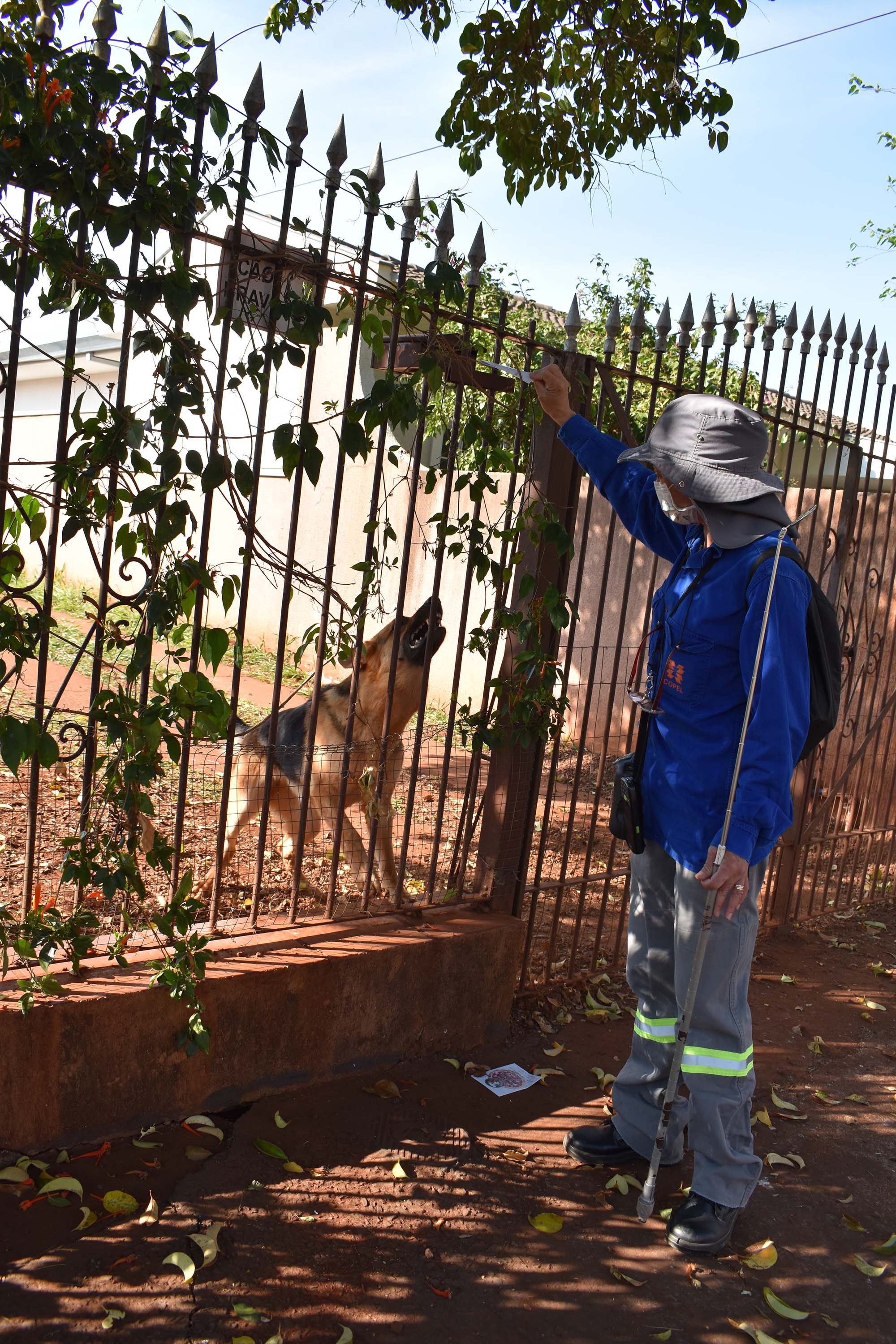 Copel alerta sobre cuidados com cães. Foto: Copel
