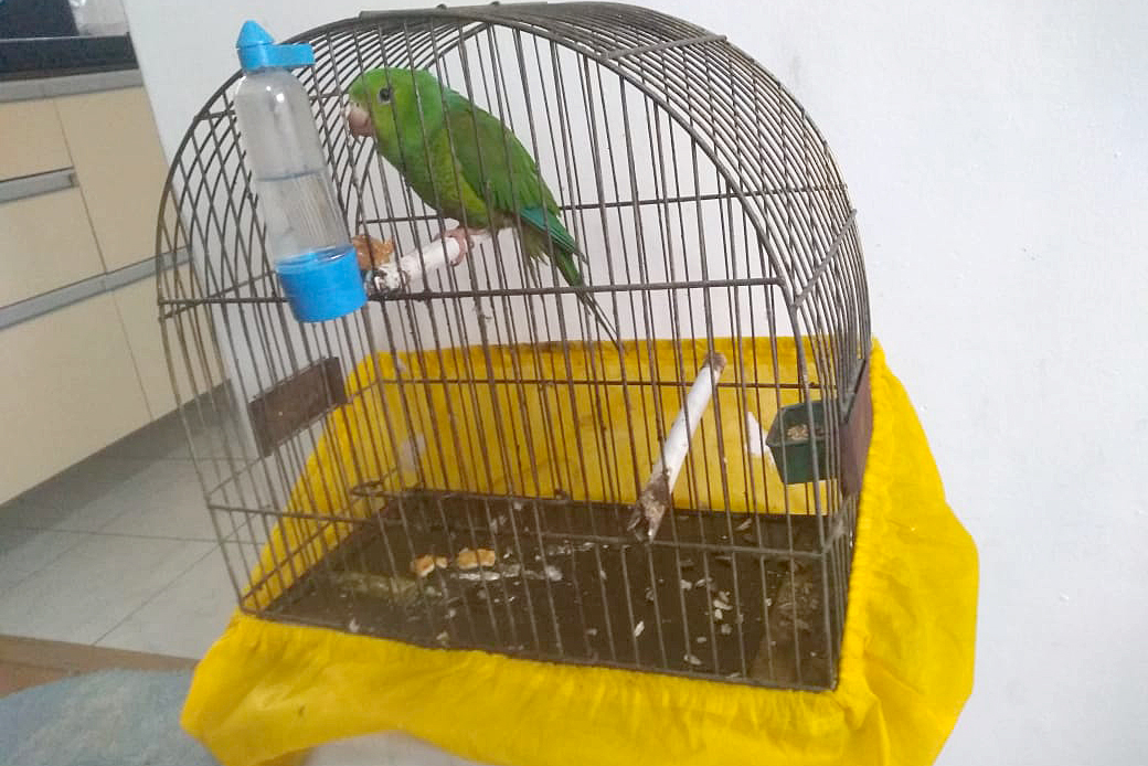 Polícia Ambiental do Paraná prende 231 pessoas e resgata 234 animais e mais de 2 mil aves silvestres no semestre. Foto: SESP