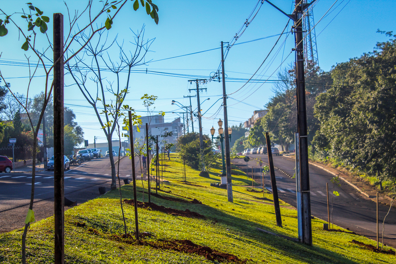 Programa da Copel incentiva arborização dos municípios
.Foto:Copel