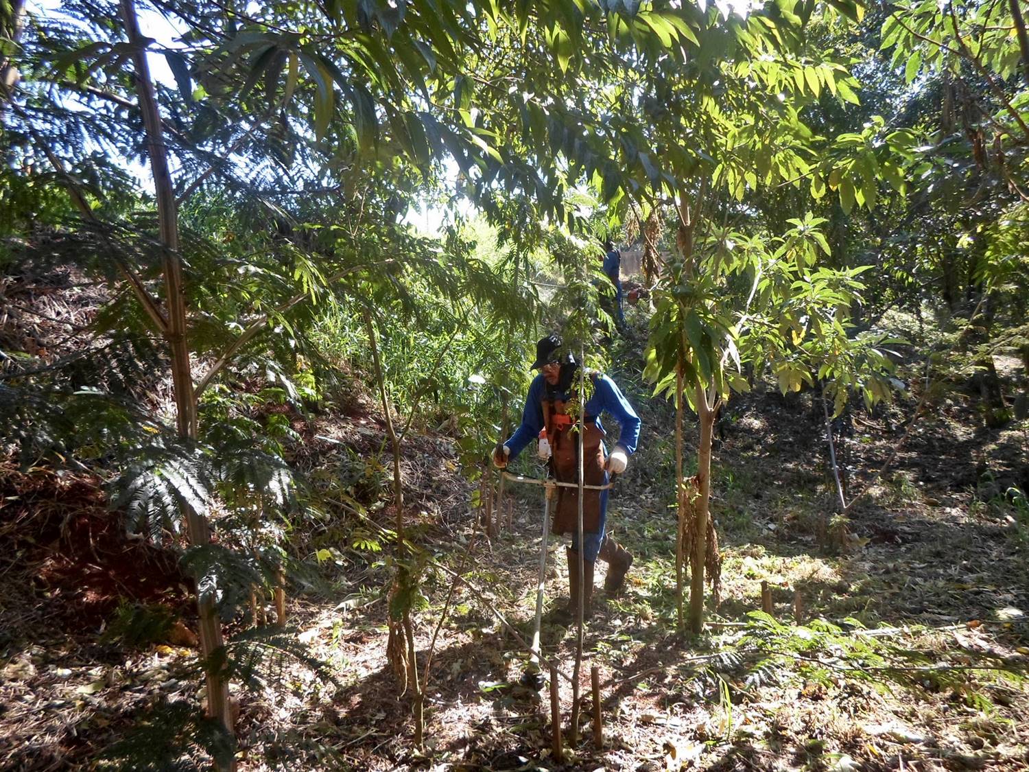 Plantio no Norte do Estado, entre 2019 e 2020, somam 45 mil árvores
. Foto:Snepar
