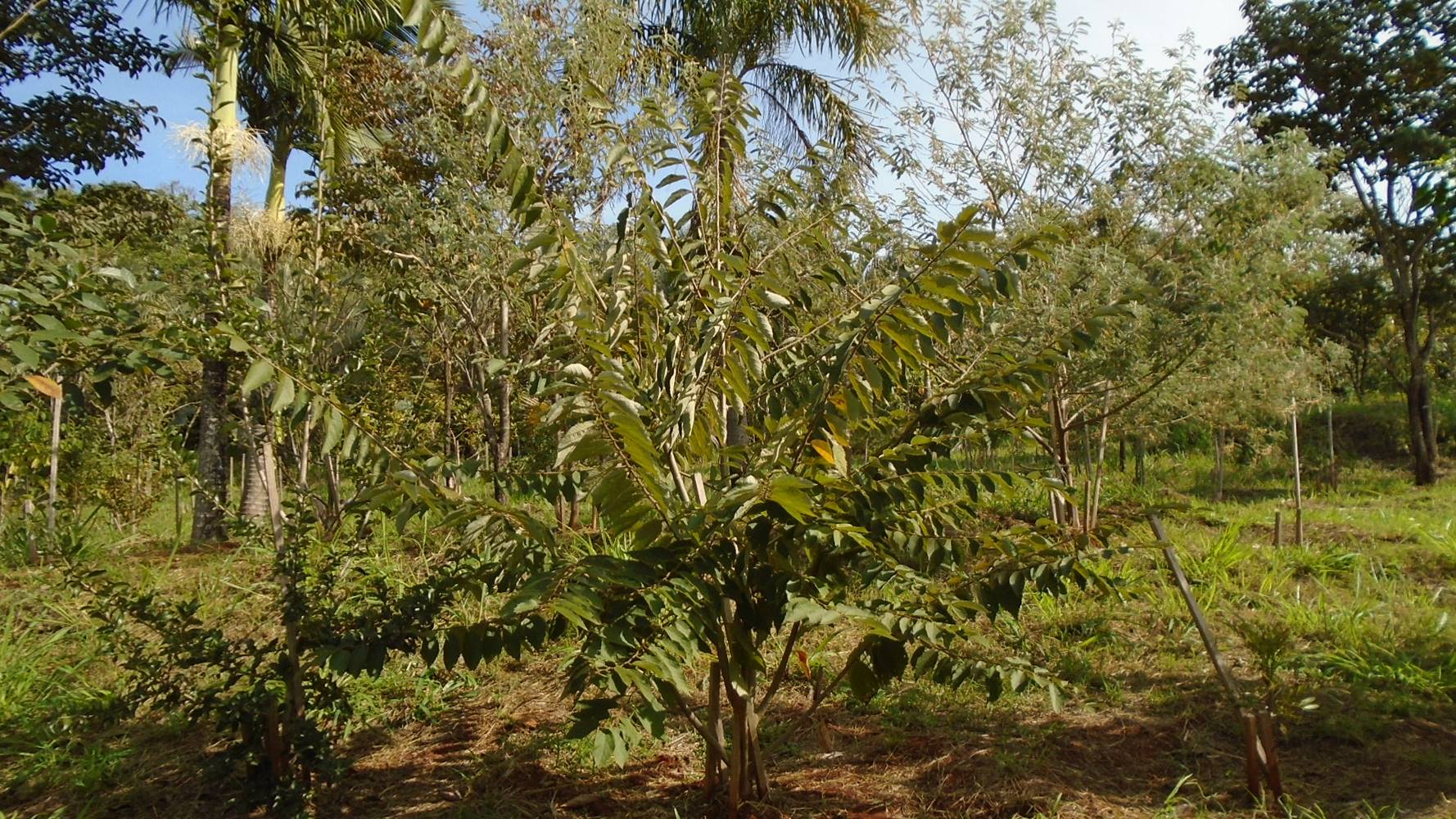 Cortinas verdes em ETEs e matas ciliares em captação de água são reforçadas. Foto:Snepar