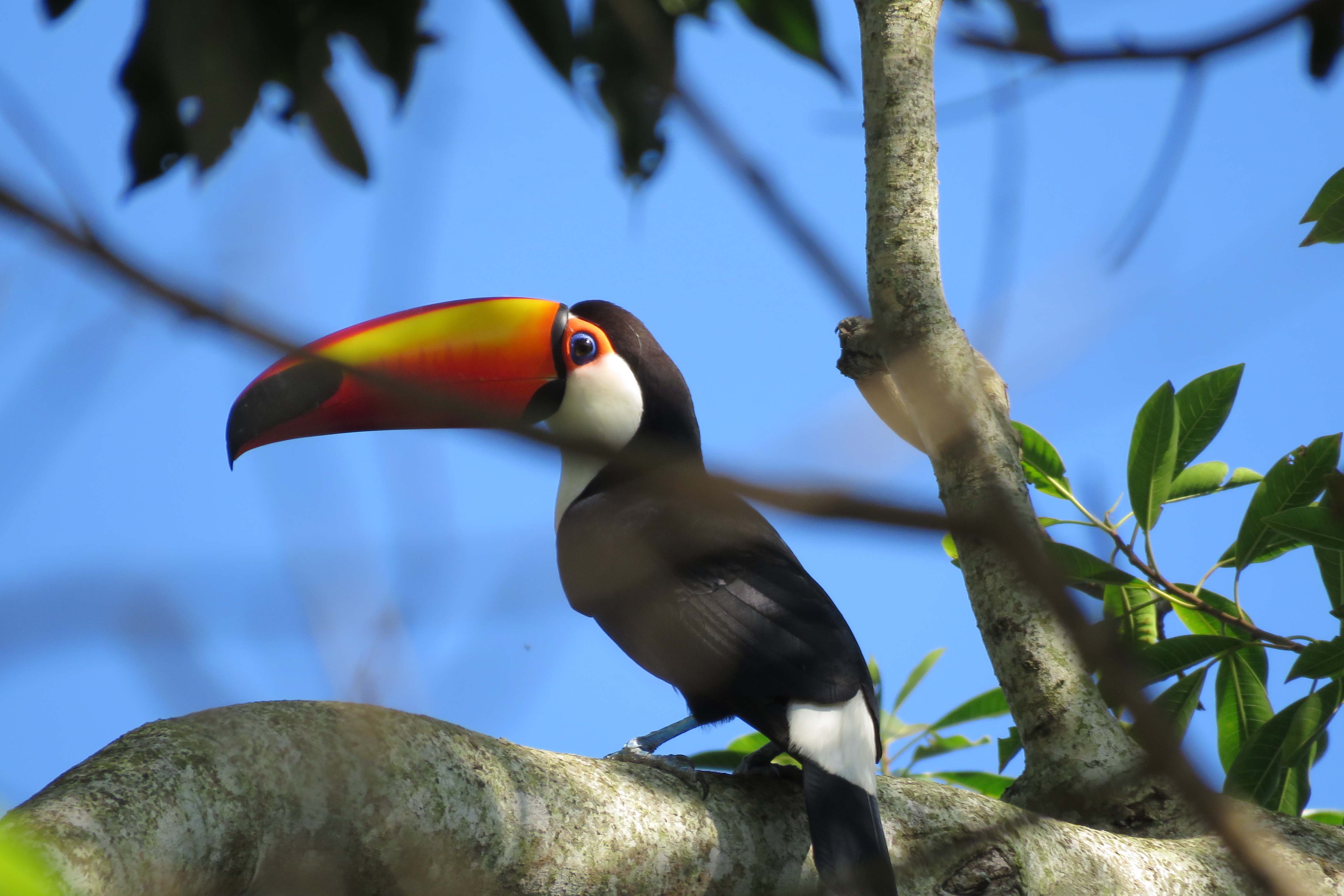 A Rota dos Pioneiros, a maior trilha aquática do Brasil e que deve ser tornar a maior do mundo, está retomando suas atividades. O grupo de voluntários responsável pela demarcação da rota ao longo do Rio Paraná e de seus afluentes voltou a fazer a sinalização do percurso, depois de uma interrupção de sete meses por causa da pandemia do novo coronavírus. Alguns passeios de caiaque pelo rio também voltaram a ser oferecidos por guias locais.  Foto: Erick Caldas Xavier
