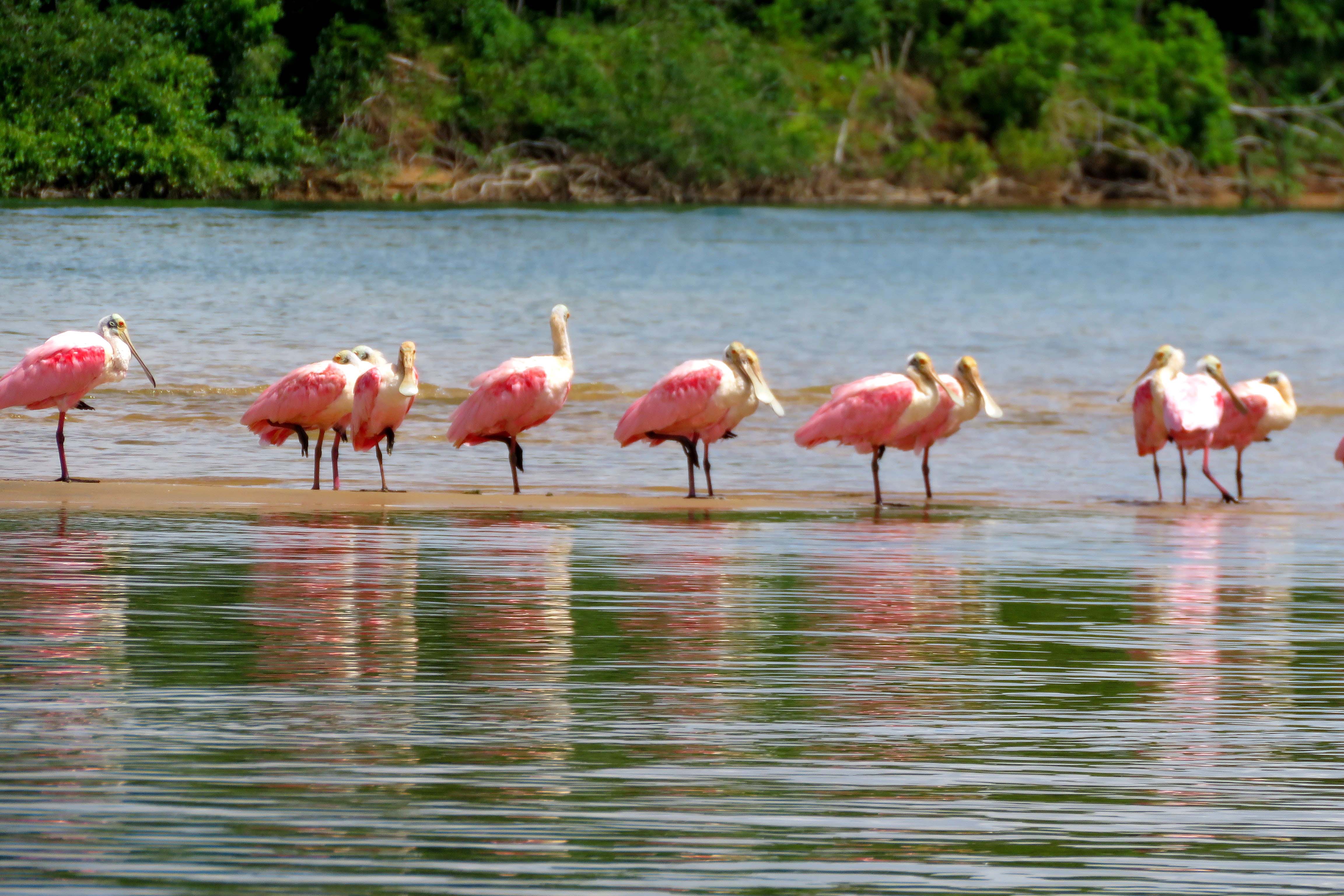A Rota dos Pioneiros, a maior trilha aquática do Brasil e que deve ser tornar a maior do mundo, está retomando suas atividades. O grupo de voluntários responsável pela demarcação da rota ao longo do Rio Paraná e de seus afluentes voltou a fazer a sinalização do percurso, depois de uma interrupção de sete meses por causa da pandemia do novo coronavírus. Alguns passeios de caiaque pelo rio também voltaram a ser oferecidos por guias locais.  Foto: Mariane Peczek Martins