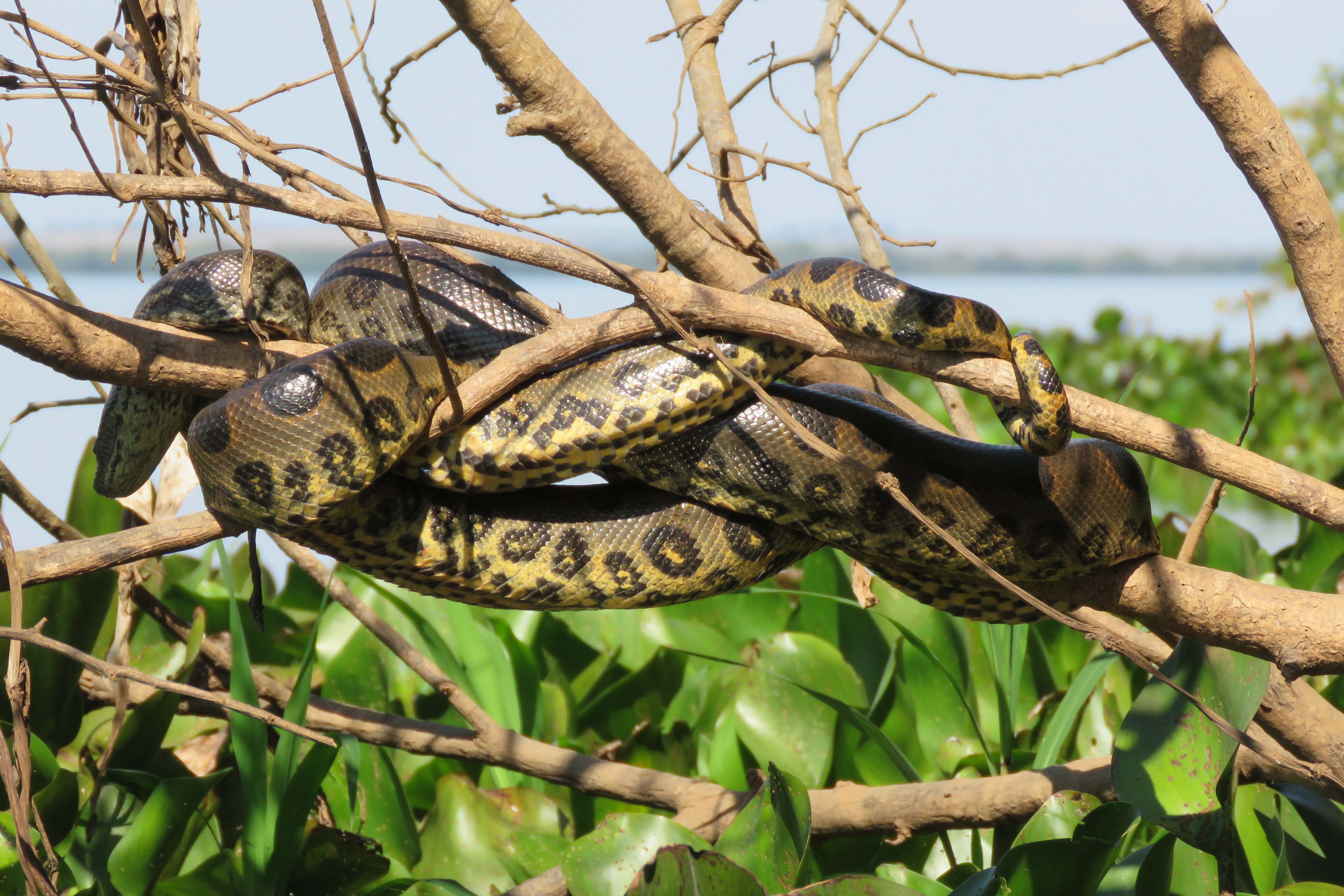 A Rota dos Pioneiros, a maior trilha aquática do Brasil e que deve ser tornar a maior do mundo, está retomando suas atividades. O grupo de voluntários responsável pela demarcação da rota ao longo do Rio Paraná e de seus afluentes voltou a fazer a sinalização do percurso, depois de uma interrupção de sete meses por causa da pandemia do novo coronavírus. Alguns passeios de caiaque pelo rio também voltaram a ser oferecidos por guias locais. Foto: Erick Caldas Xavier