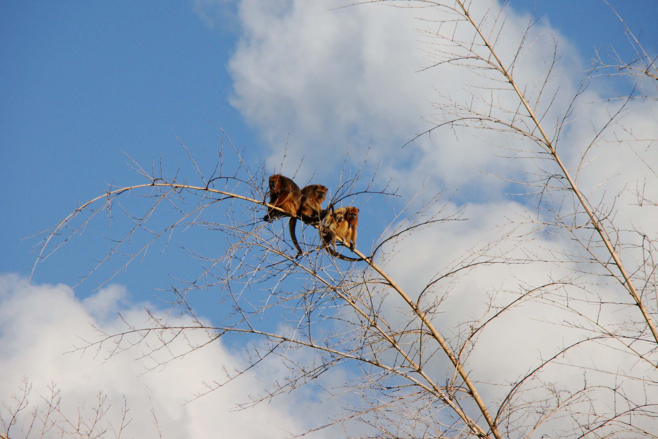 A Rota dos Pioneiros, a maior trilha aquática do Brasil e que deve ser tornar a maior do mundo, está retomando suas atividades. O grupo de voluntários responsável pela demarcação da rota ao longo do Rio Paraná e de seus afluentes voltou a fazer a sinalização do percurso, depois de uma interrupção de sete meses por causa da pandemia do novo coronavírus. Alguns passeios de caiaque pelo rio também voltaram a ser oferecidos por guias locais. Foto: Erick Caldas Xavier
