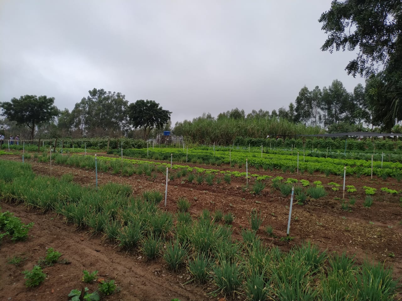 Colégios agrícolas superam desafios ainda maiores com ensino remoto. Foto:SEED