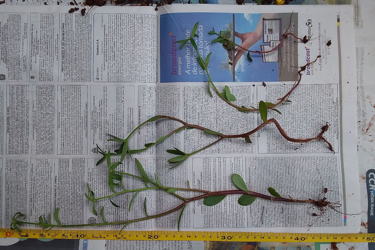 Adapar monitora caso
das sementes importadas. Foto:Adapar