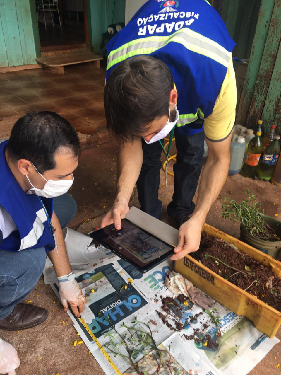 Adapar monitora caso
das sementes importadas. Foto:Adapar