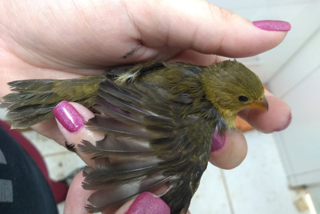 Paraná aumenta apoio na preservação da fauna silvestre. Foto:SEDEST/IAT