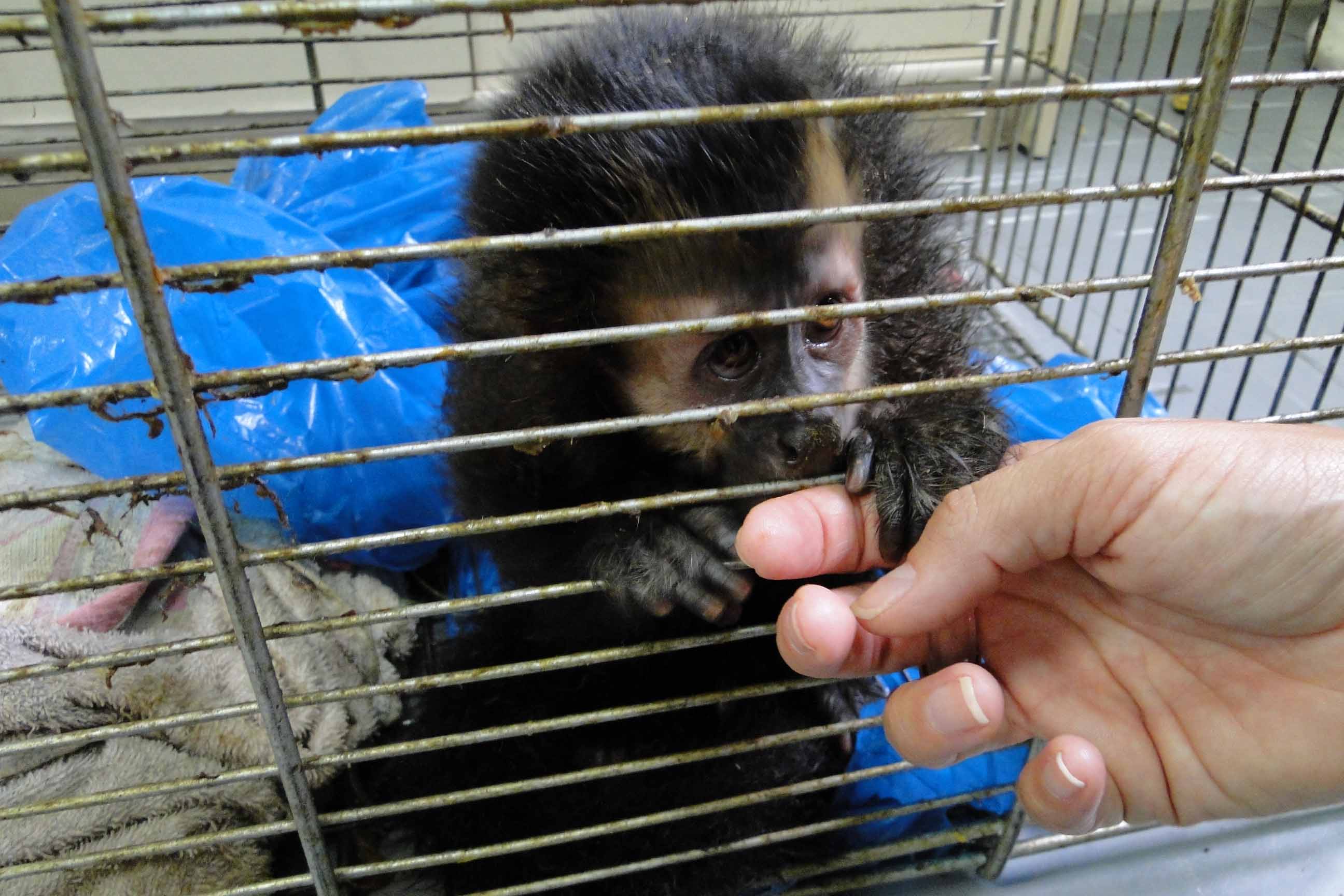 Paraná aumenta apoio na preservação da fauna silvestre. Foto:SEDEST/IAT