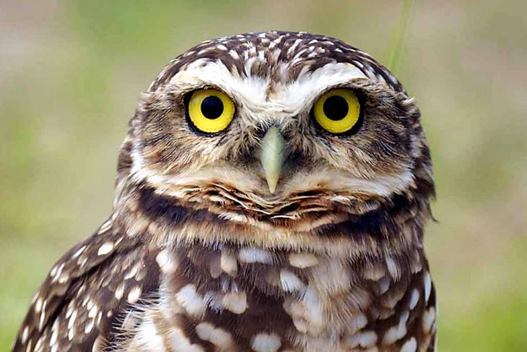 Paraná aumenta apoio na preservação da fauna silvestre. Foto: Dnis Ferreira Netto/SEDEST