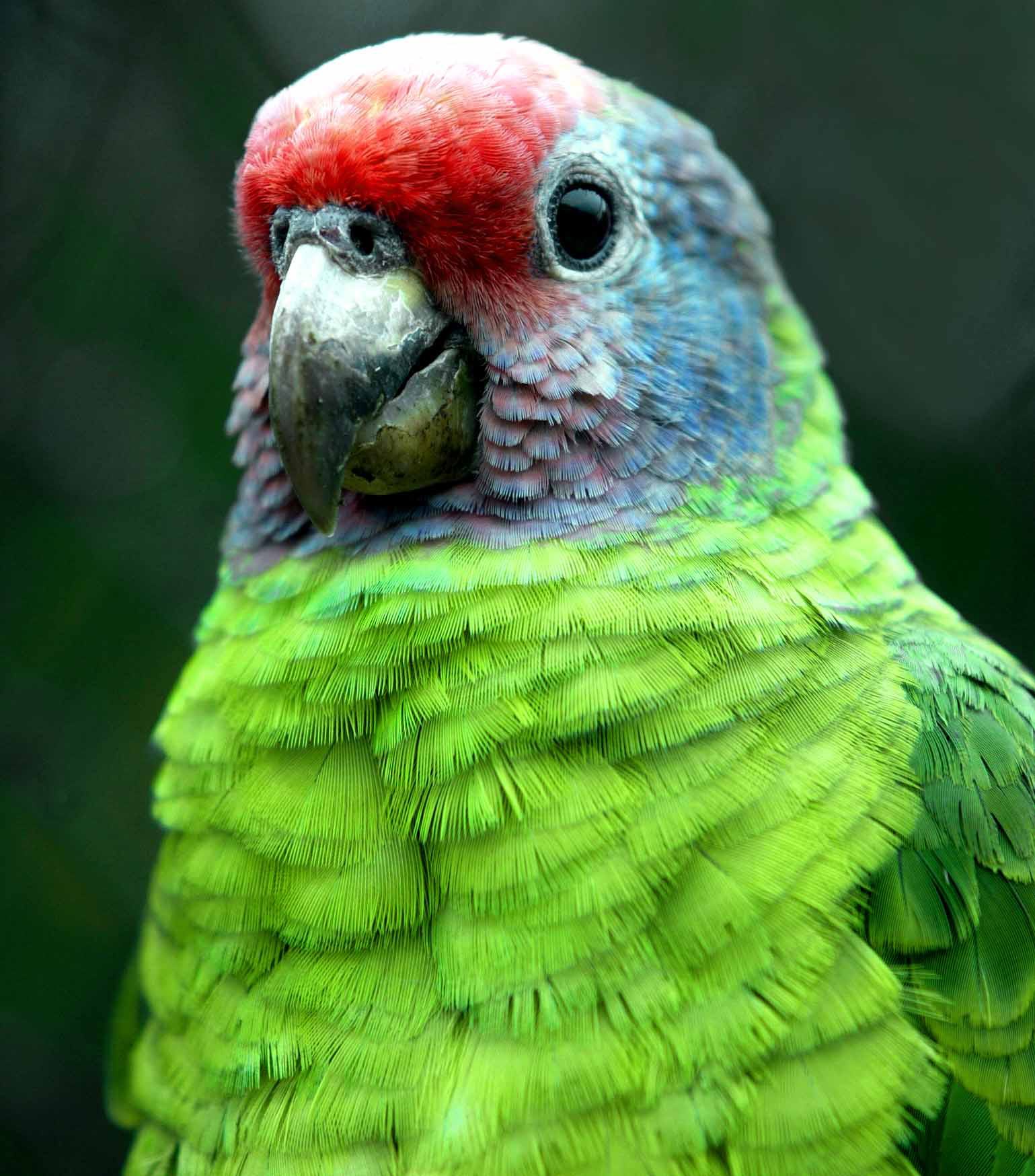 Paraná aumenta apoio na preservação da fauna silvestre. Foto: Denis Ferreira Netto/SEDEST