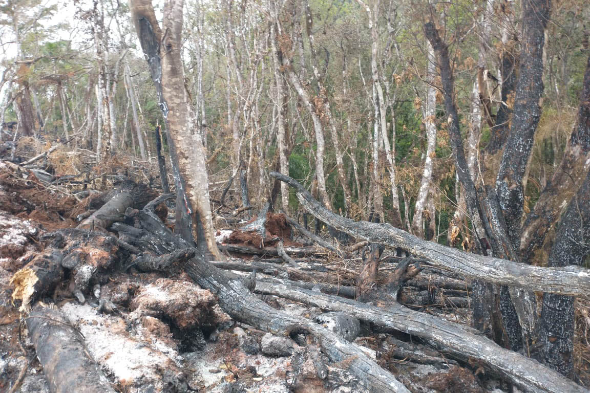 A quarta edição da Operação Mata Atlântica em Pé, organizada pelo Ministério Público, com apoio do Batalhão de Polícia Ambiental Força-Verde (BPAmb-FV), do Instituto Água e Terra (IAT) e do Ibama, foi encerrada após 14 dias de ações em todo o Paraná. Foto:SESP