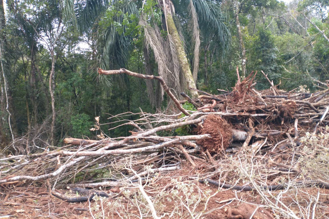 A quarta edição da Operação Mata Atlântica em Pé, organizada pelo Ministério Público, com apoio do Batalhão de Polícia Ambiental Força-Verde (BPAmb-FV), do Instituto Água e Terra (IAT) e do Ibama, foi encerrada após 14 dias de ações em todo o Paraná. Foto:SESP