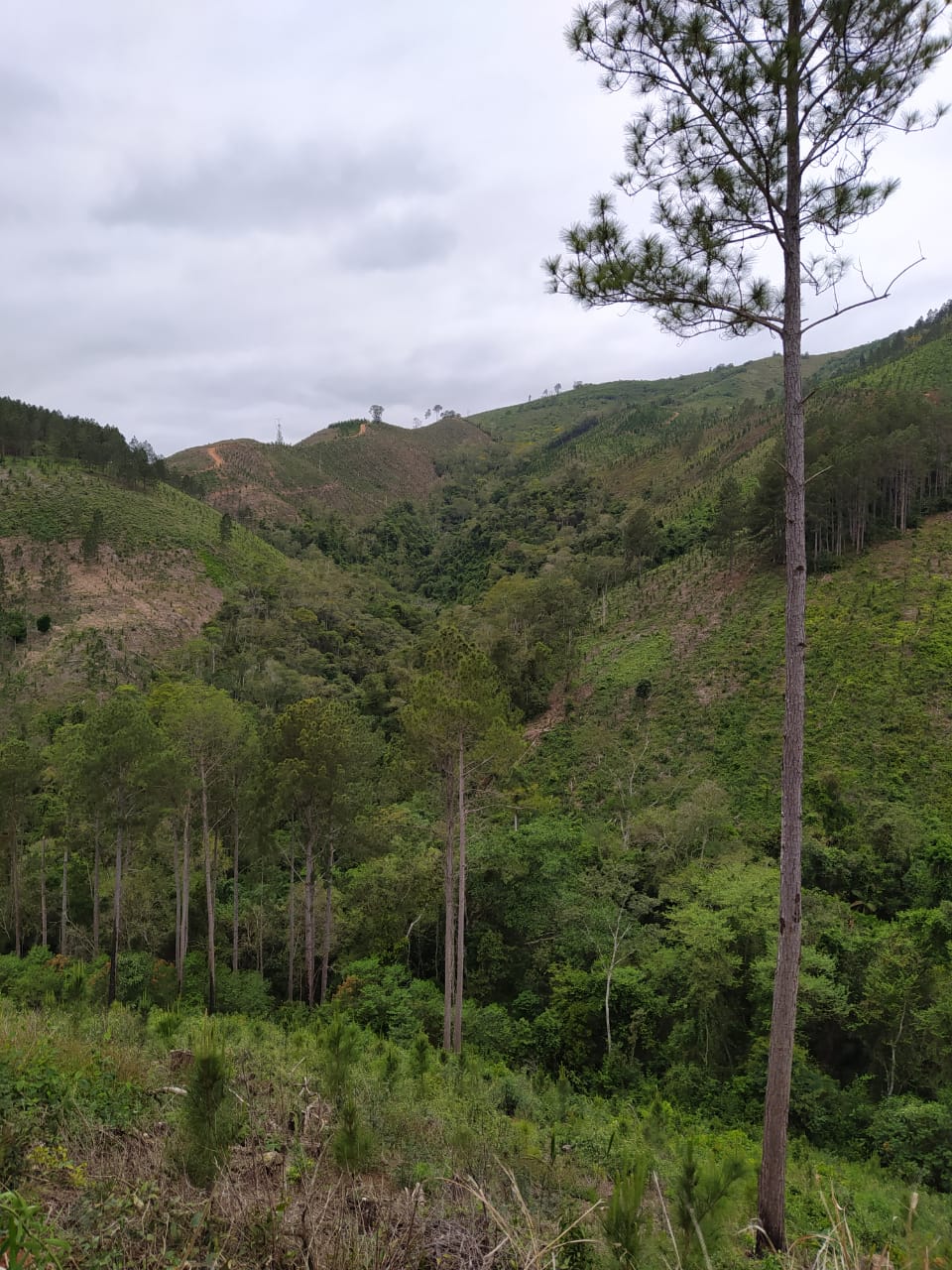 A quarta edição da Operação Mata Atlântica em Pé, organizada pelo Ministério Público, com apoio do Batalhão de Polícia Ambiental Força-Verde (BPAmb-FV), do Instituto Água e Terra (IAT) e do Ibama, foi encerrada após 14 dias de ações em todo o Paraná. Foto:SESP