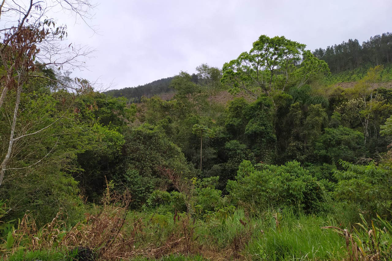 A quarta edição da Operação Mata Atlântica em Pé, organizada pelo Ministério Público, com apoio do Batalhão de Polícia Ambiental Força-Verde (BPAmb-FV), do Instituto Água e Terra (IAT) e do Ibama, foi encerrada após 14 dias de ações em todo o Paraná. Foto:SESP