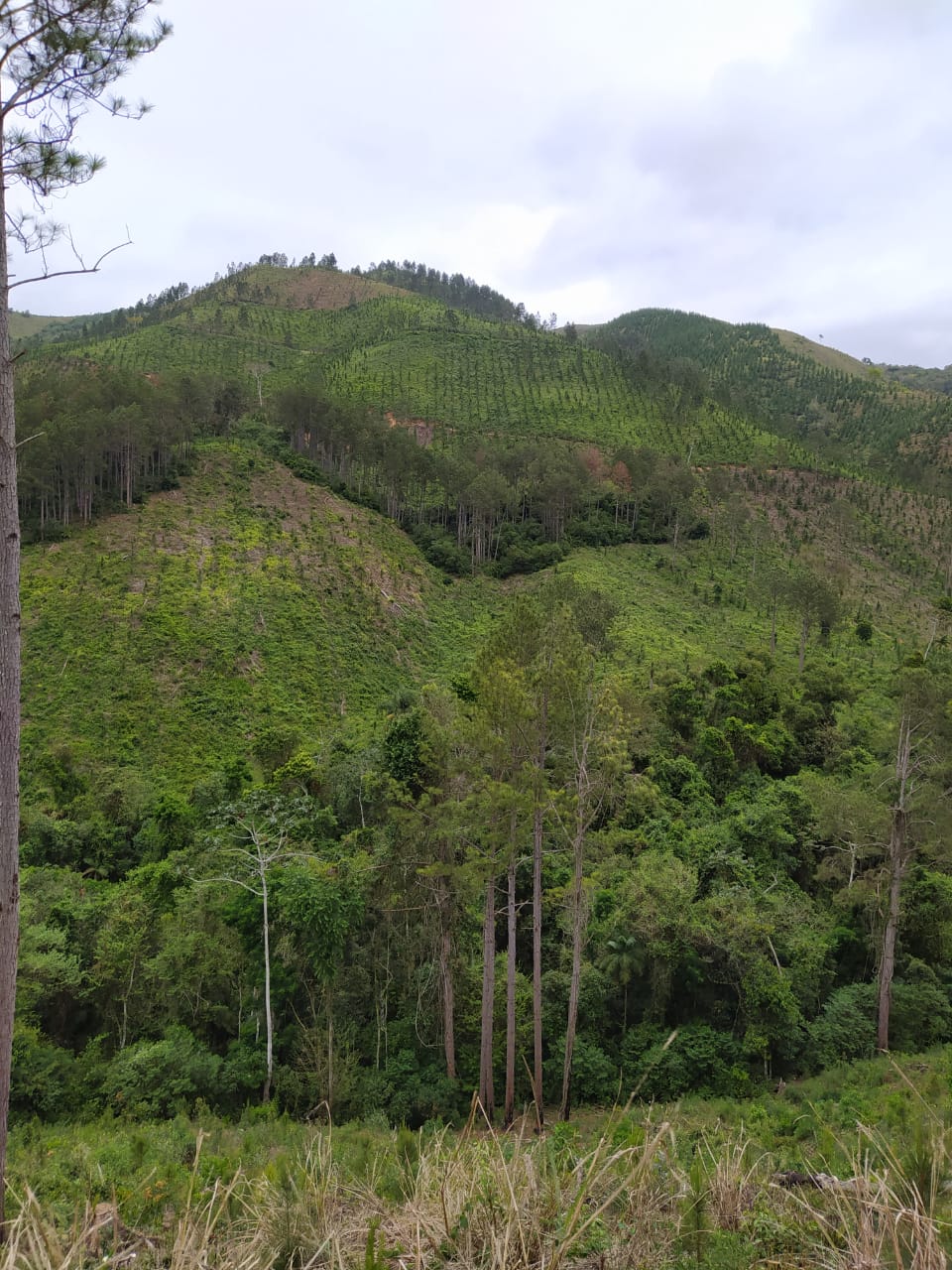 A quarta edição da Operação Mata Atlântica em Pé, organizada pelo Ministério Público, com apoio do Batalhão de Polícia Ambiental Força-Verde (BPAmb-FV), do Instituto Água e Terra (IAT) e do Ibama, foi encerrada após 14 dias de ações em todo o Paraná. Foto:SESP