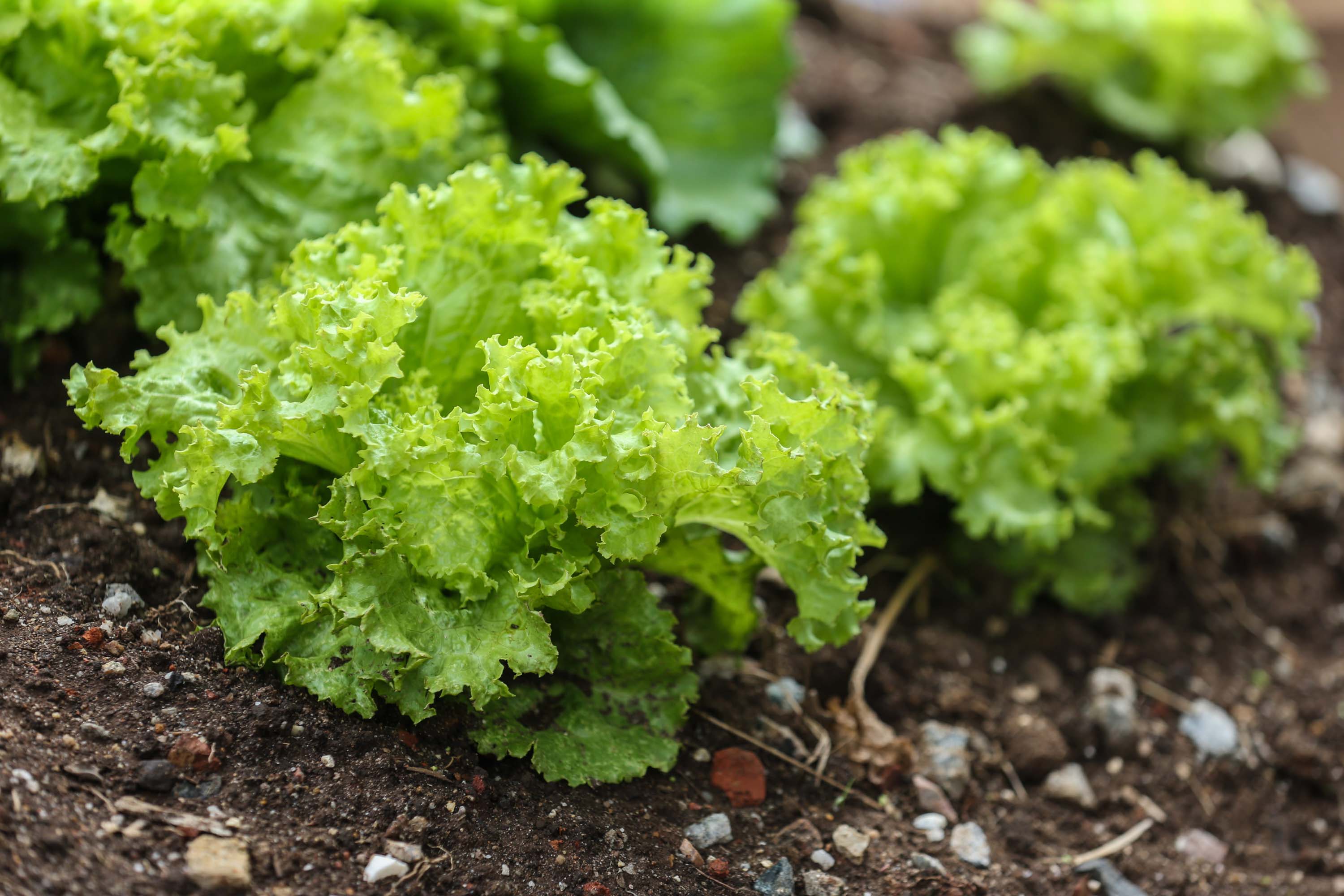 Agricultura lança cartilha com dicas para horta em pequenos espaços