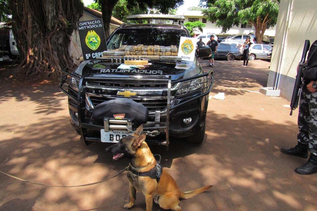 A terceira edição da Operação Metrópolis do 5º Comando Regional da PM (5º CRPM), no Oeste e Sudoeste do estado, terminou nesta quinta-feira (22/10) com 218 presos, 7,7 toneladas de maconha, 42 armas de fogo e R$ 129.120,00 apreendidos. Já o balanço total das três edições aponta um prejuízo de R$ 25 milhões ao crime organizado graças as apreensões de drogas, armas, veículos e contrabando.
 Foto:SESP