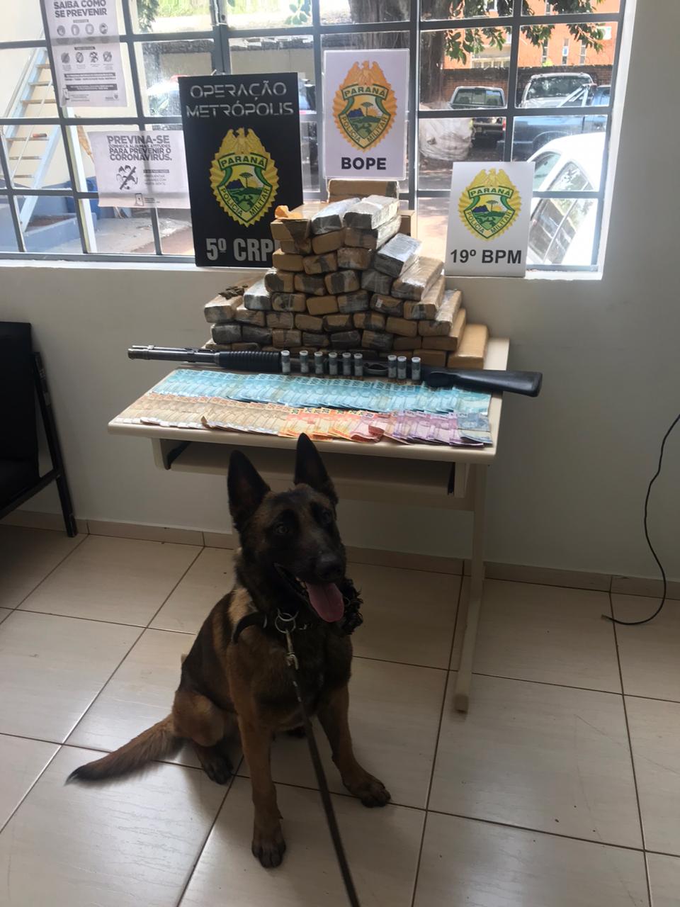 A terceira edição da Operação Metrópolis do 5º Comando Regional da PM (5º CRPM), no Oeste e Sudoeste do estado, terminou nesta quinta-feira (22/10) com 218 presos, 7,7 toneladas de maconha, 42 armas de fogo e R$ 129.120,00 apreendidos. Já o balanço total das três edições aponta um prejuízo de R$ 25 milhões ao crime organizado graças as apreensões de drogas, armas, veículos e contrabando.
 Foto:SESP