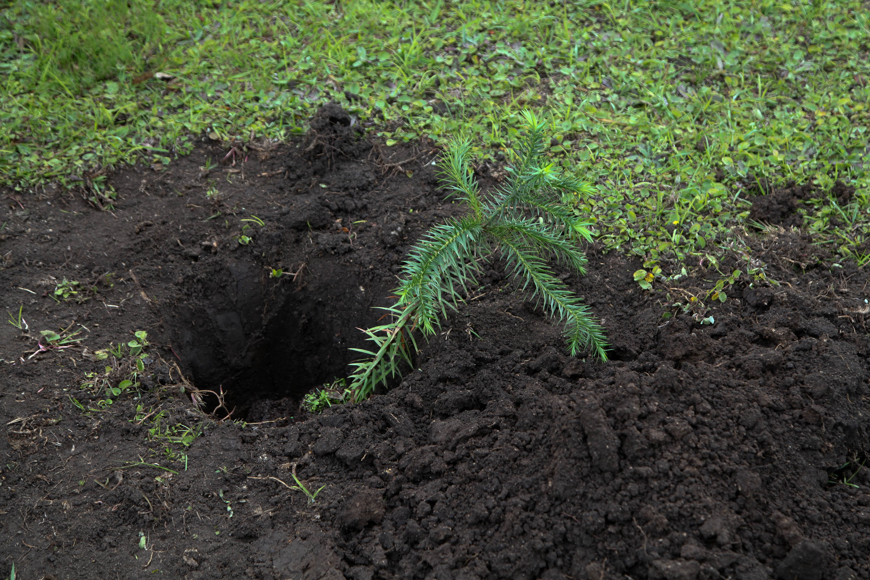 Governo do Estado faz plantio de mudas de araucária. Foto: Ari Dias/AEN