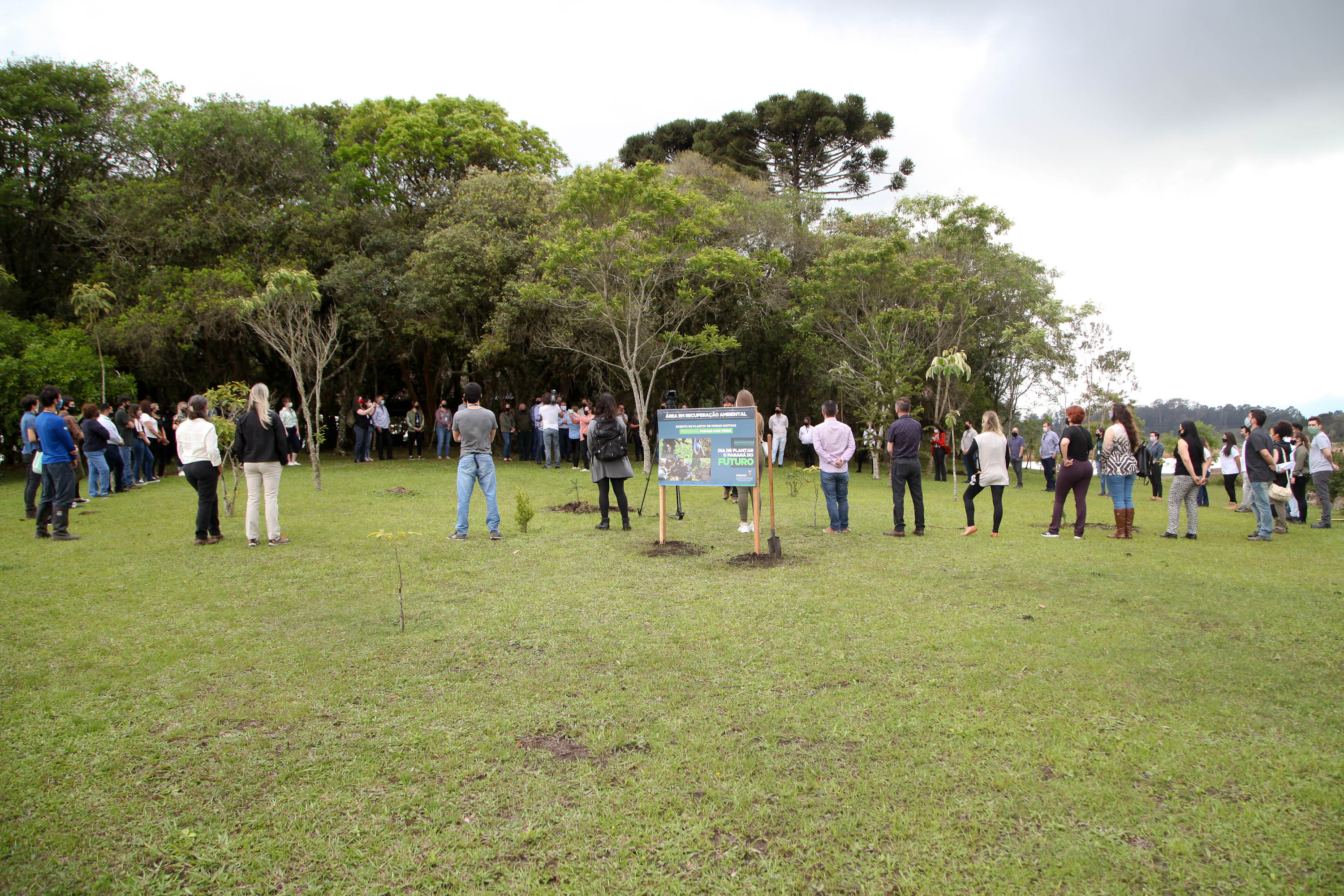 Governo do Estado faz plantio de mudas de araucária. Foto: Ari Dias/AEN