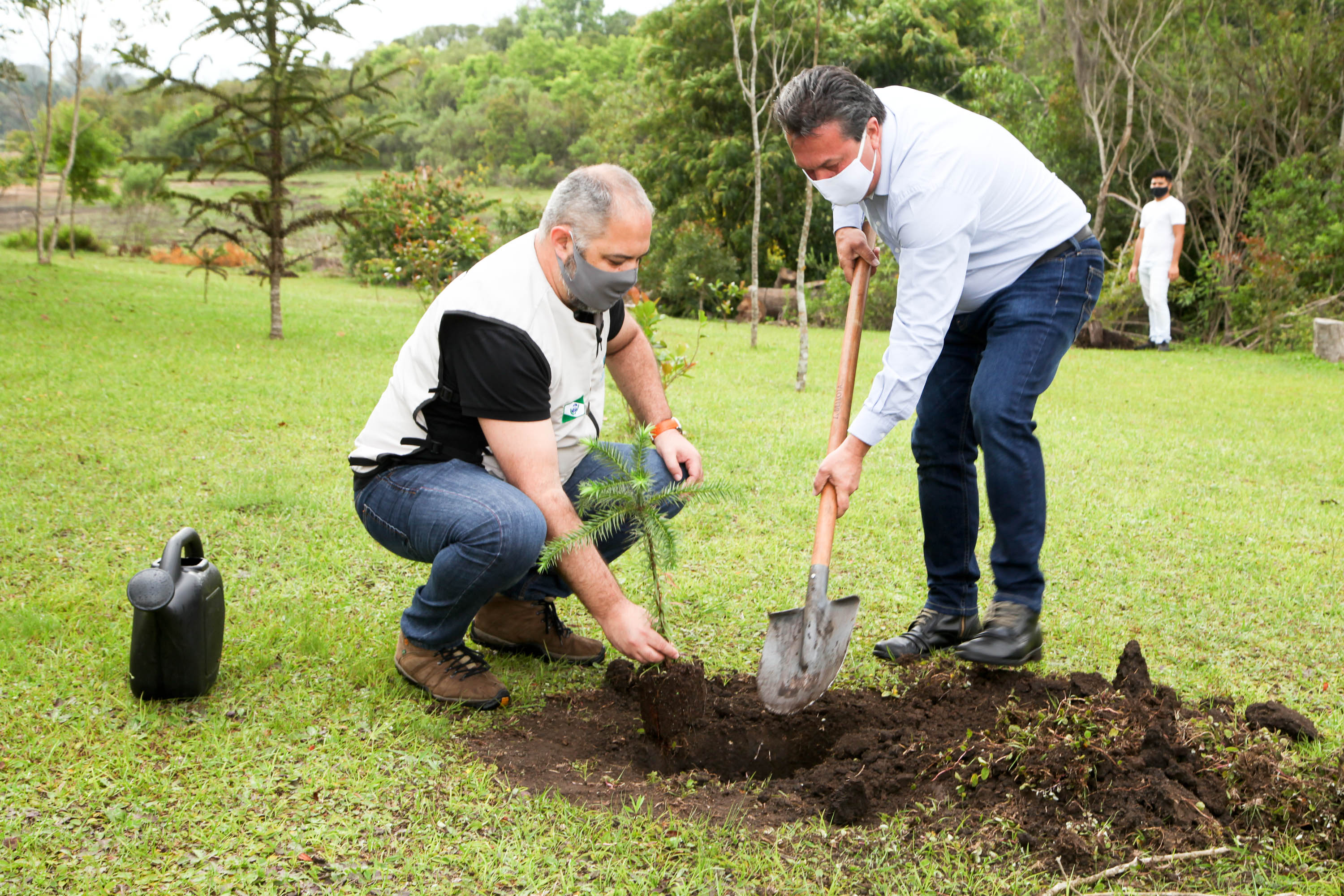Governo do Estado faz plantio de mudas de araucária. Foto: Ari Dias/AEN
