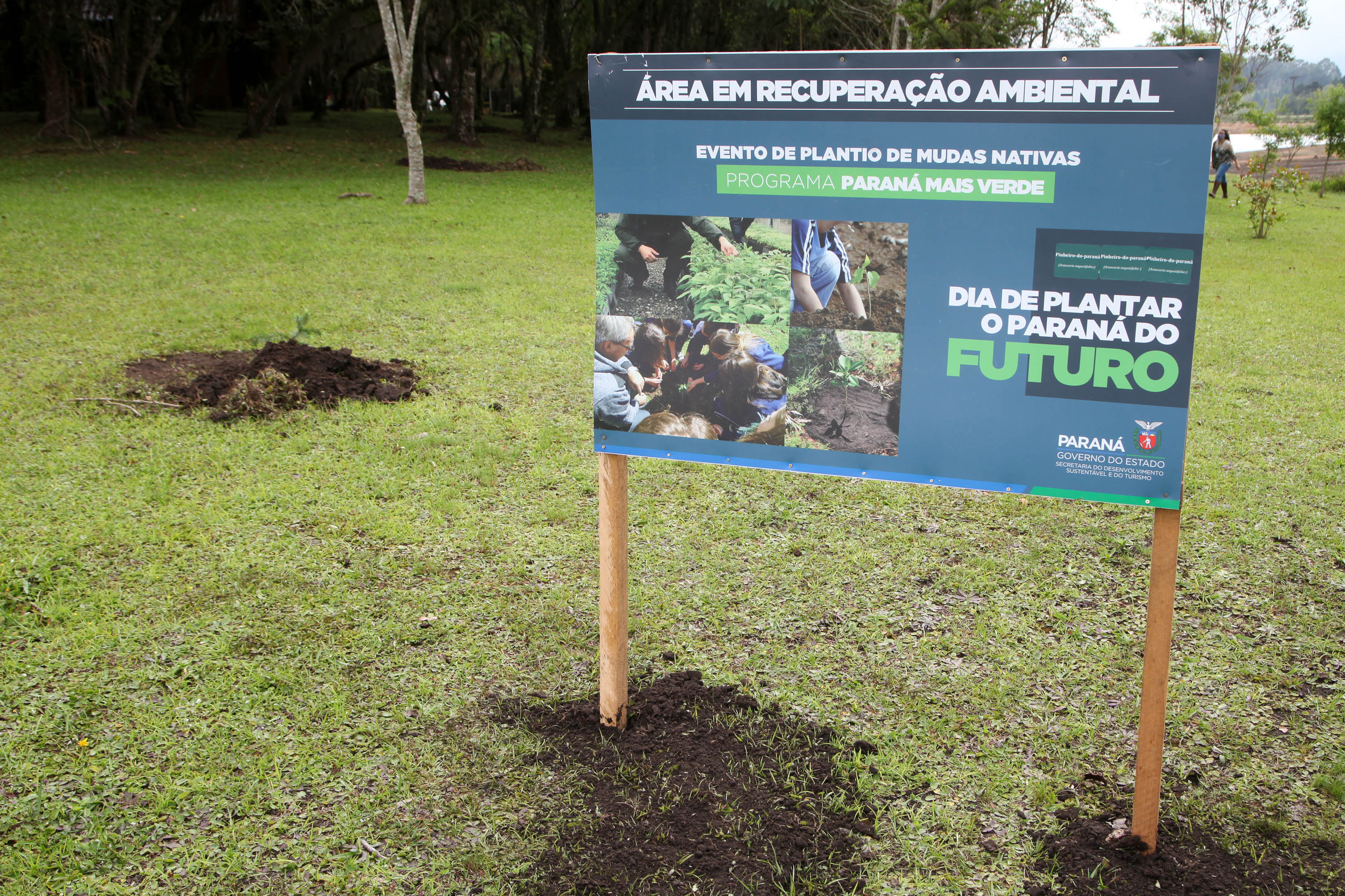 Governo do Estado faz plantio de mudas de araucária. Foto: Ari Dias/AEN