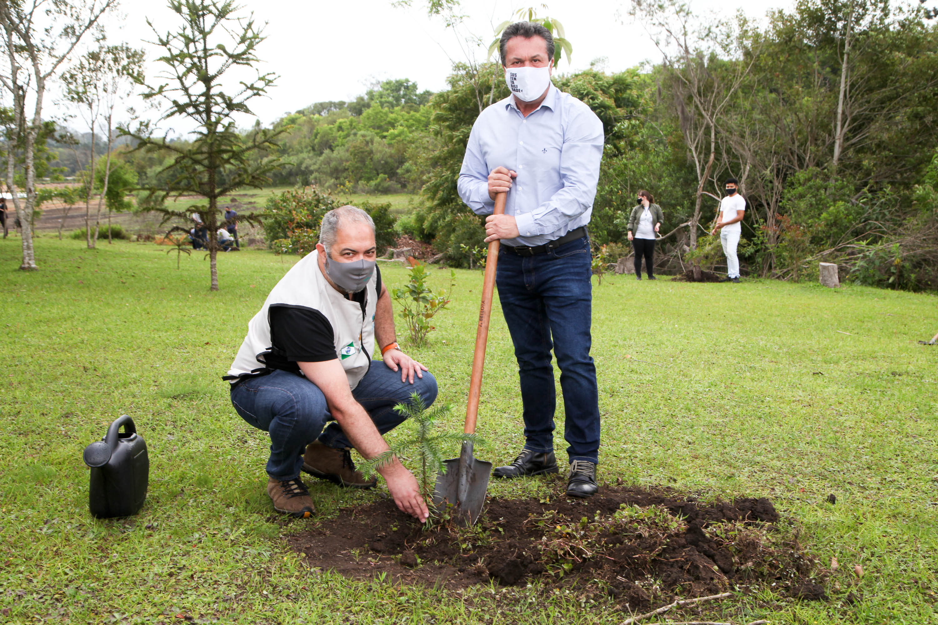 Governo do Estado faz plantio de mudas de araucária. Foto: Ari Dias/AEN