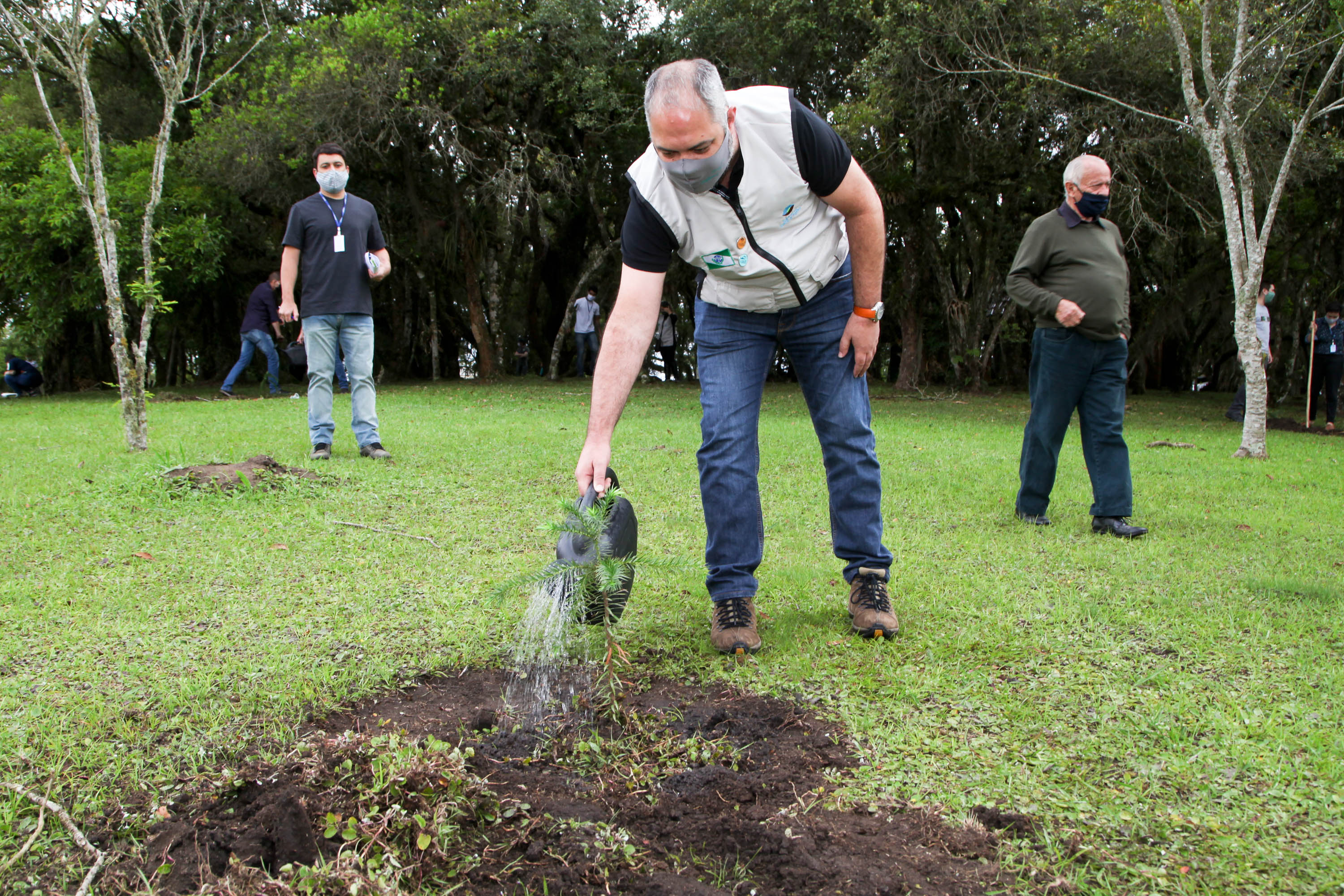 Governo do Estado faz plantio de mudas de araucária. Foto: Ari Dias/AEN