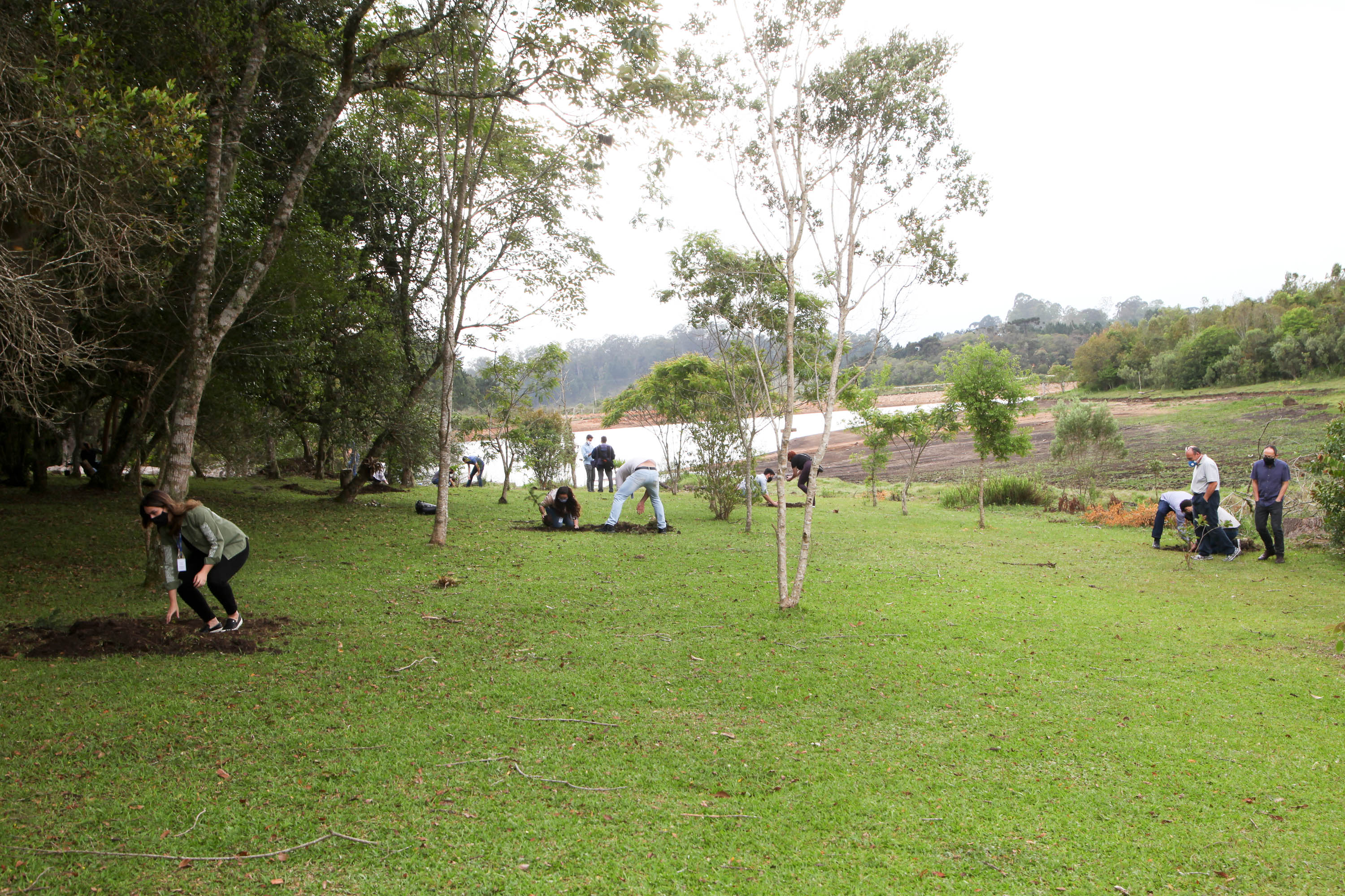 Governo do Estado faz plantio de mudas de araucária. Foto: Ari Dias/AEN