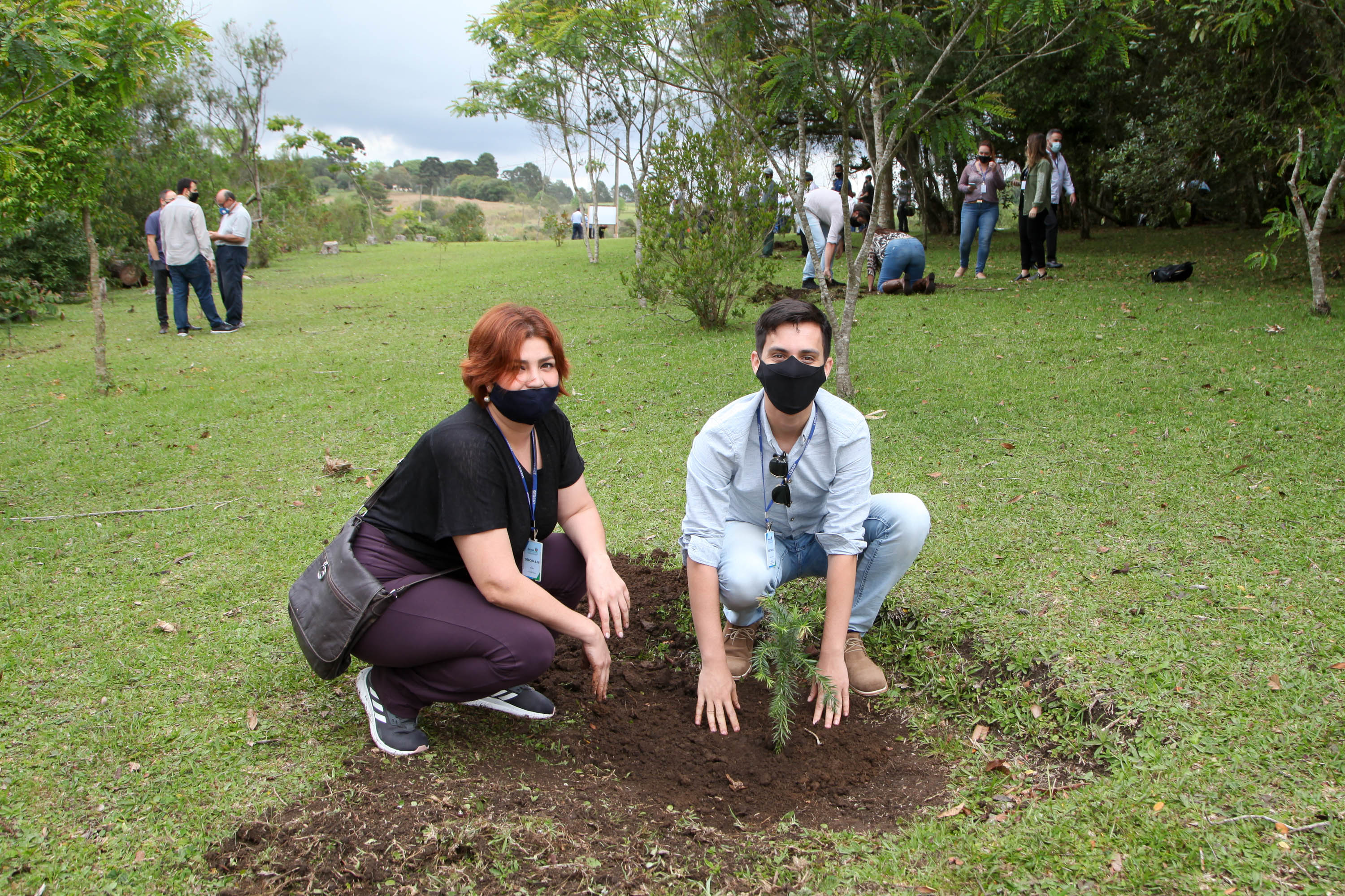 Governo do Estado faz plantio de mudas de araucária. Foto: Ari Dias/AEN