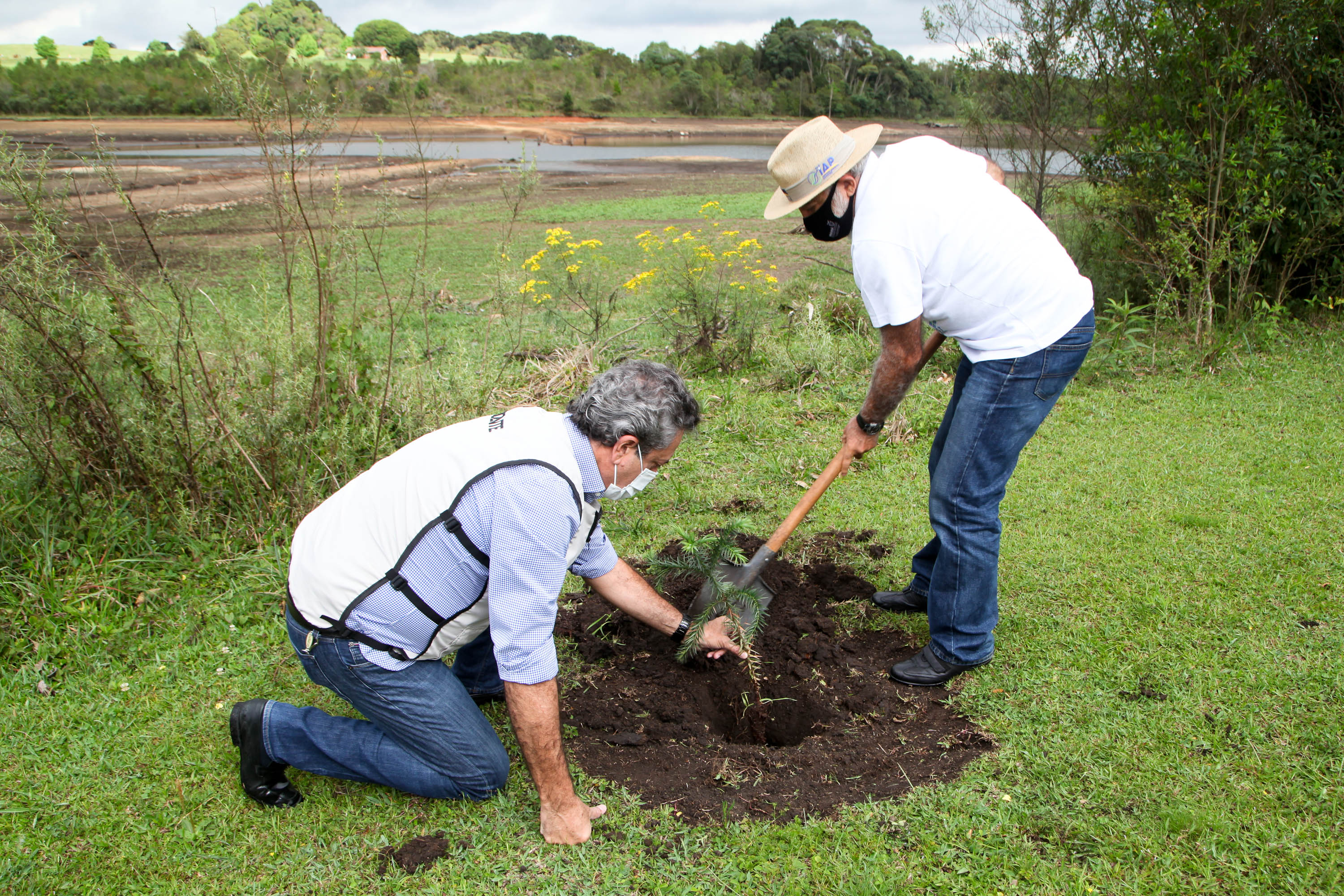 Governo do Estado faz plantio de mudas de araucária. Foto: Ari Dias/AEN