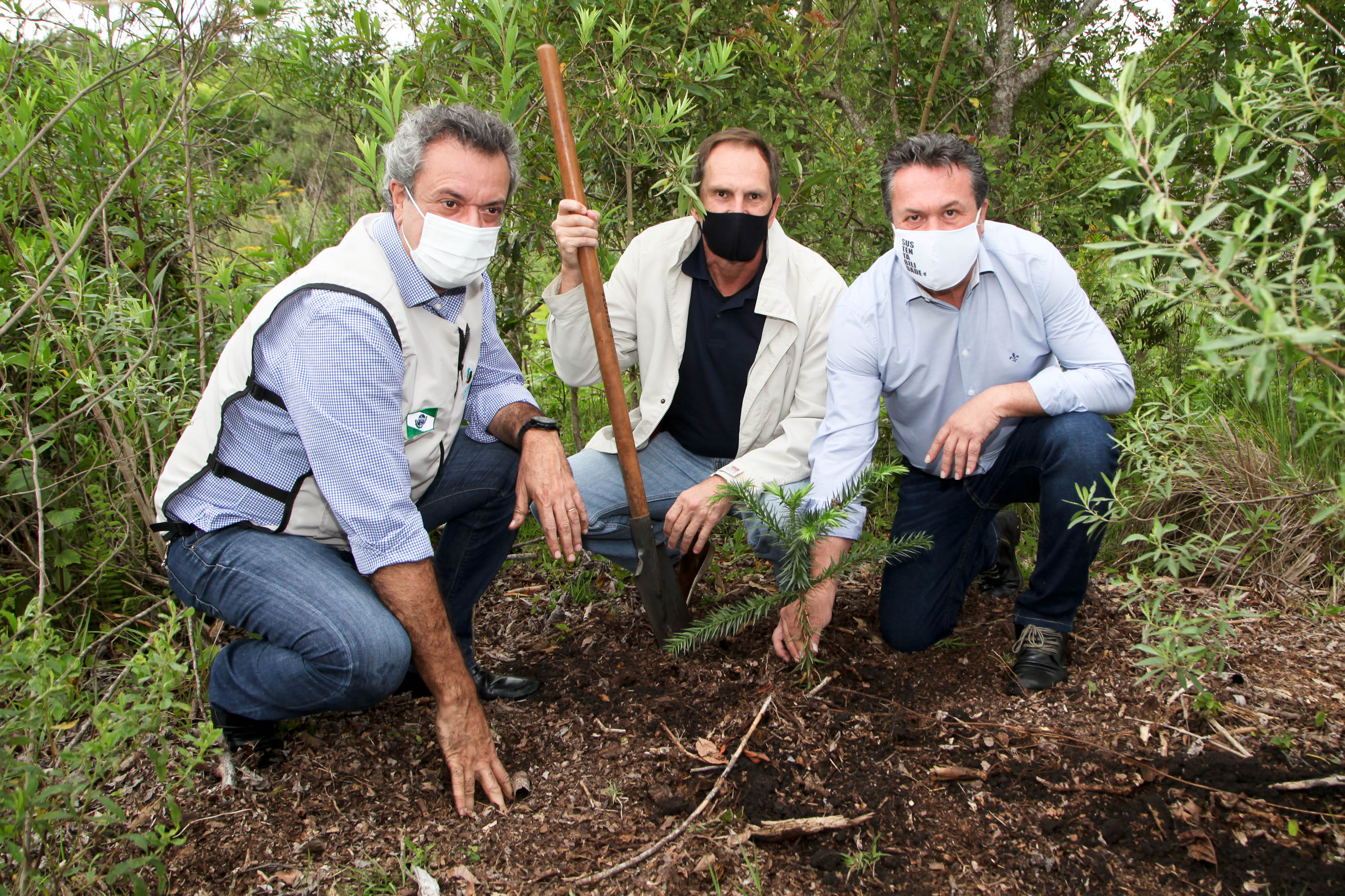 Governo do Estado faz plantio de mudas de araucária. Foto: Ari Dias/AEN