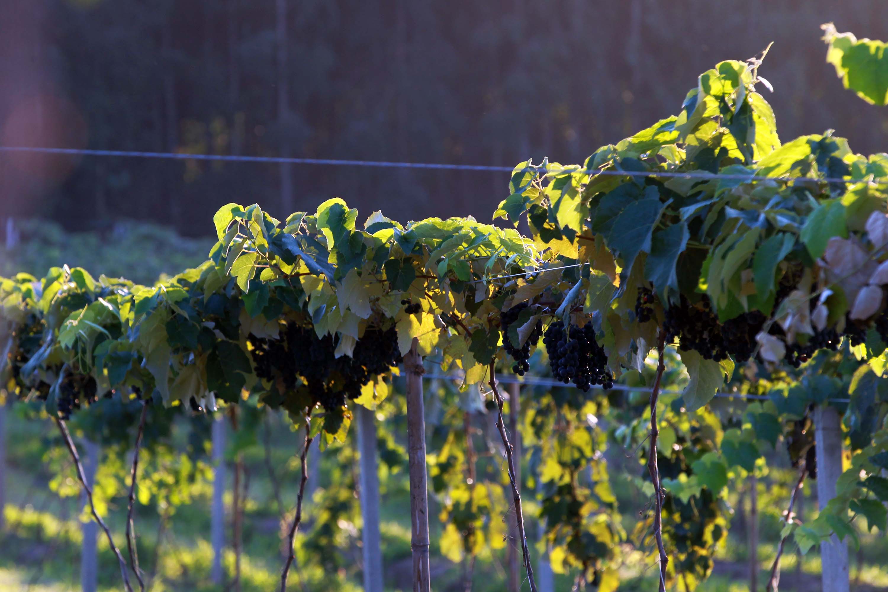 Evento online discute presente e futuro da vitivinicultura. Foto: Gilson Abreu/AEN