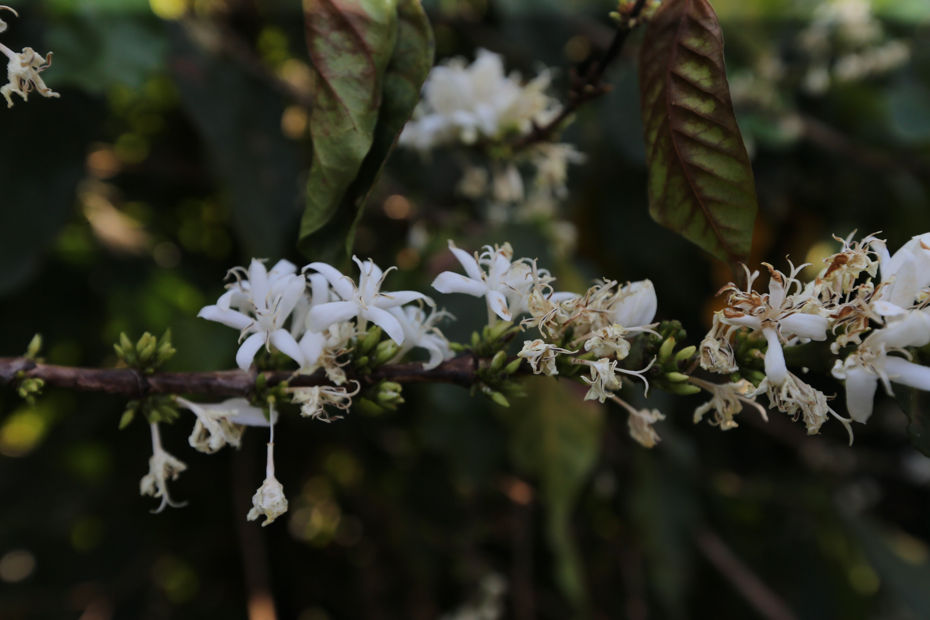 FEITO NO PARANA - Fabrica do Café Bela Esperança da cidade de Mandaguari.06/10/2020 - Foto: Geraldo Bubniak/AEN