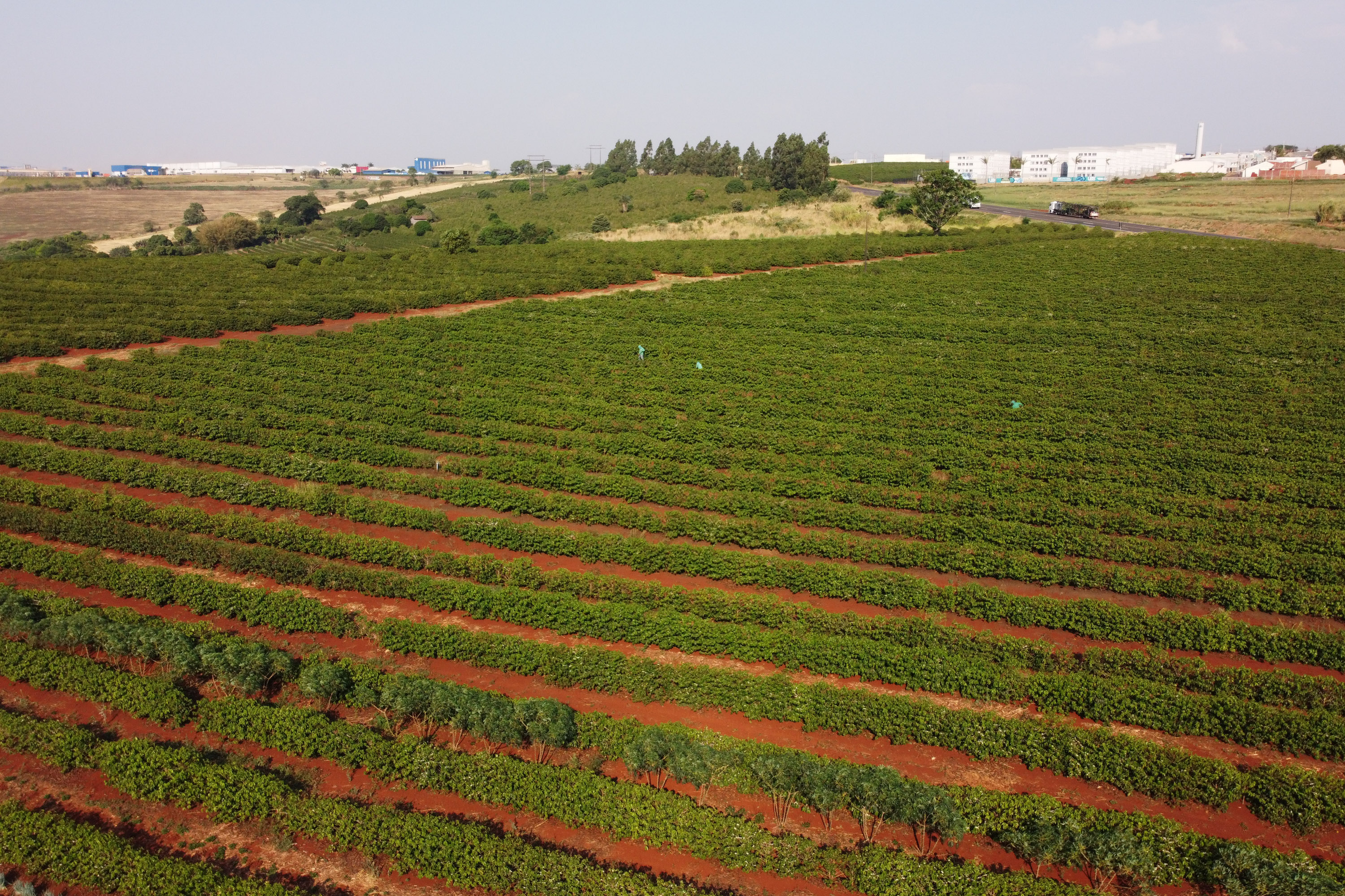 FEITO NO PARANA - Fabrica do Café Bela Esperança da cidade de Mandaguari.06/10/2020 - Foto: Geraldo Bubniak/AEN