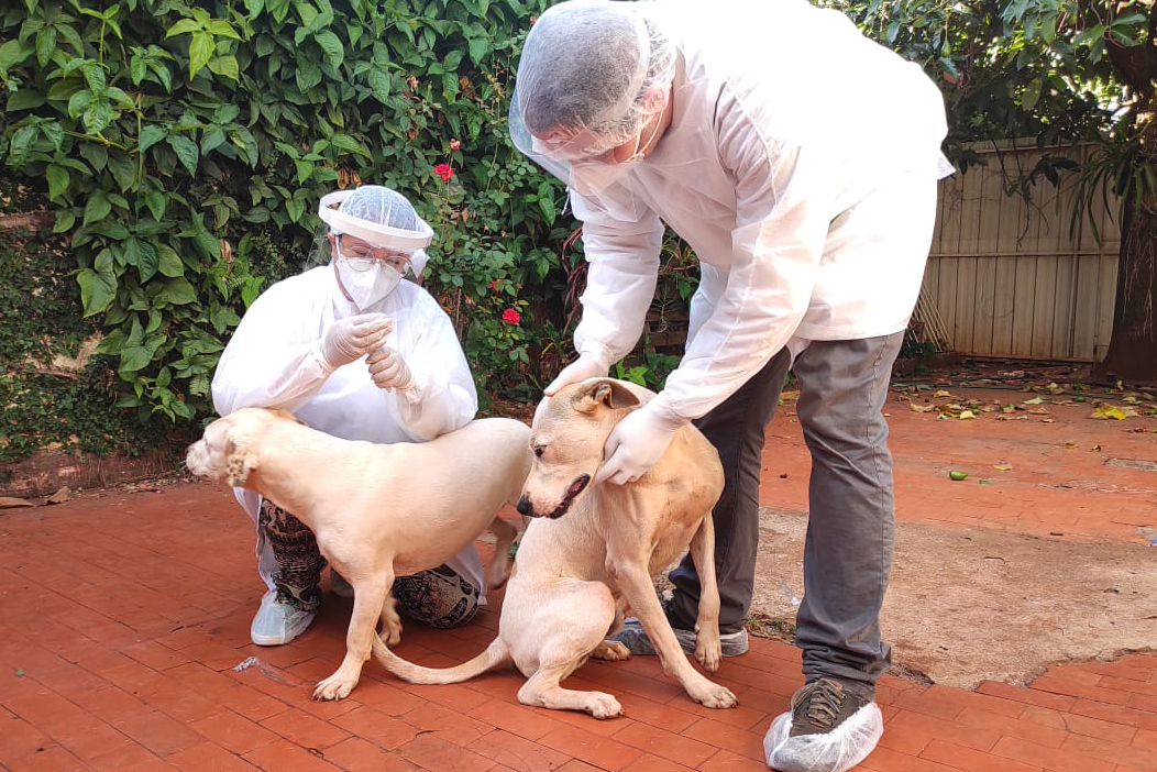 UEL estuda efeitos da Covid-19 em cães, gatos e animais silvestres. Foto:UEL