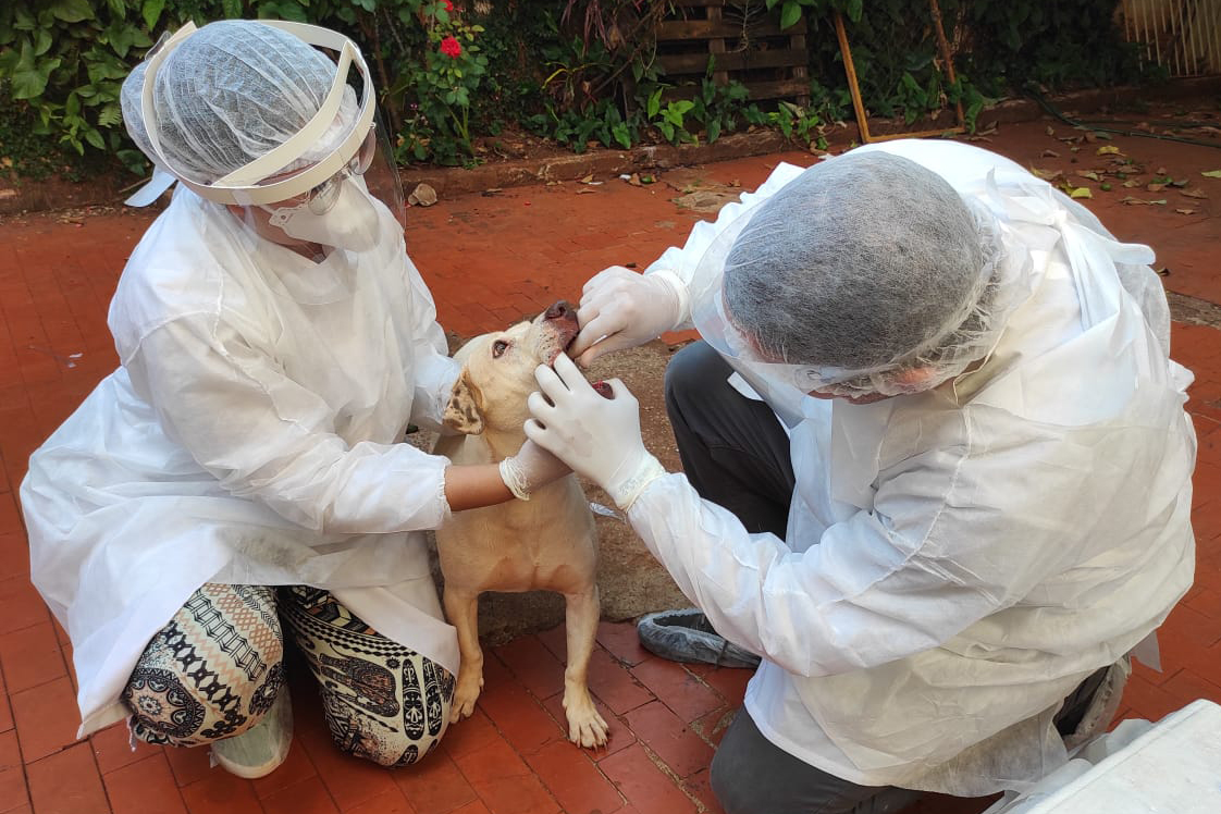 UEL estuda efeitos da Covid-19 em cães, gatos e animais silvestres. Foto:UEL