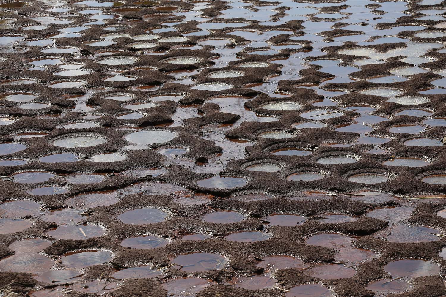 Terra Roxa - 10-10-2020 -Produtores de Tilapia Noemi Holz Borin com seu marido Adair Borin  - Foto : Jonathan Campos / AEN