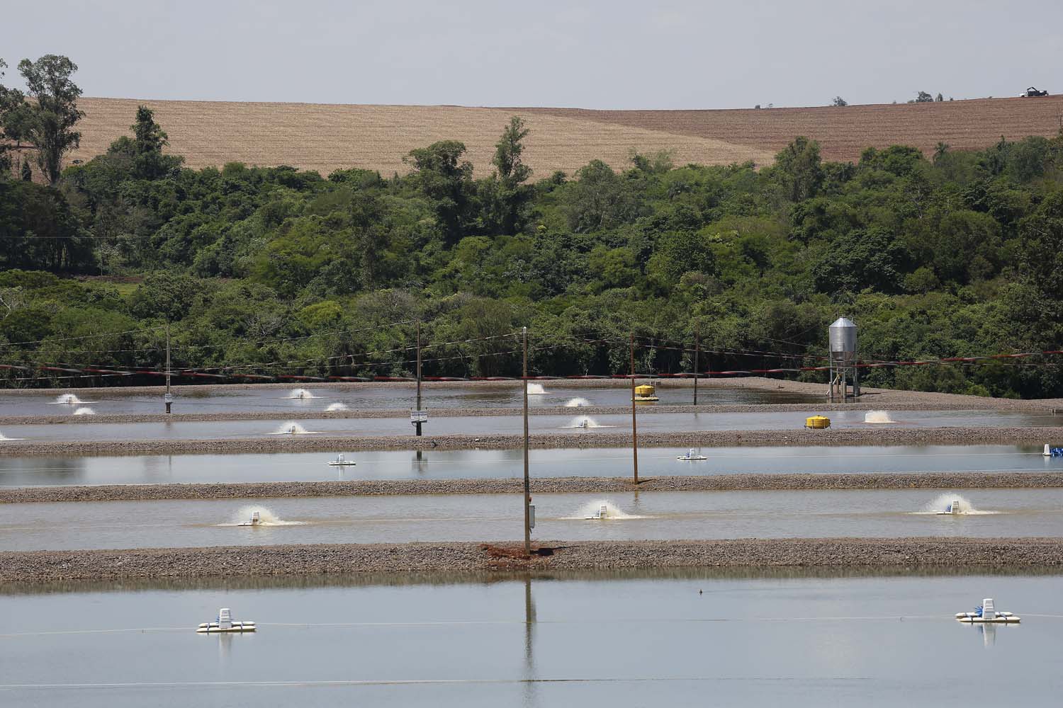 Palotina - 10-10-2020 - Produtor de Tilapia  Paulo Alexandre Borba Michelon  - Foto : Jonathan Campos / AEN