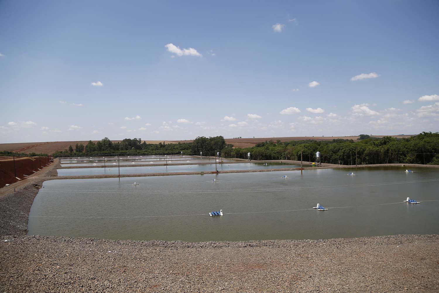 Palotina - 10-10-2020 - Produtor de Tilapia  Paulo Alexandre Borba Michelon  - Foto : Jonathan Campos / AEN