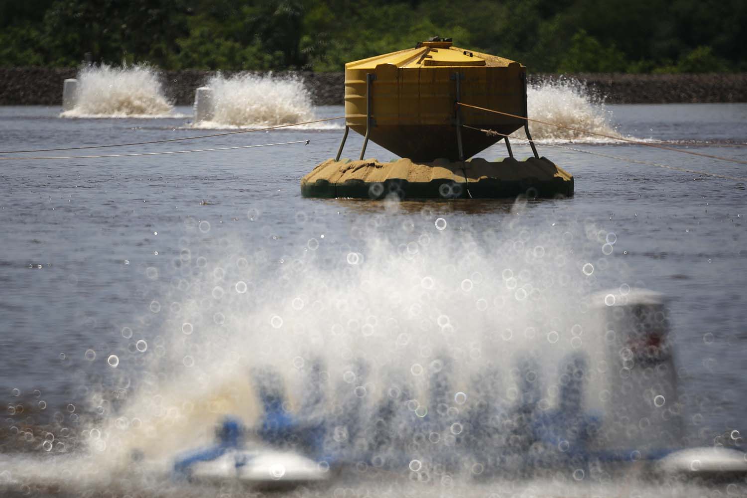 Palotina - 10-10-2020 - Produtor de Tilapia  Paulo Alexandre Borba Michelon  - Foto : Jonathan Campos / AEN