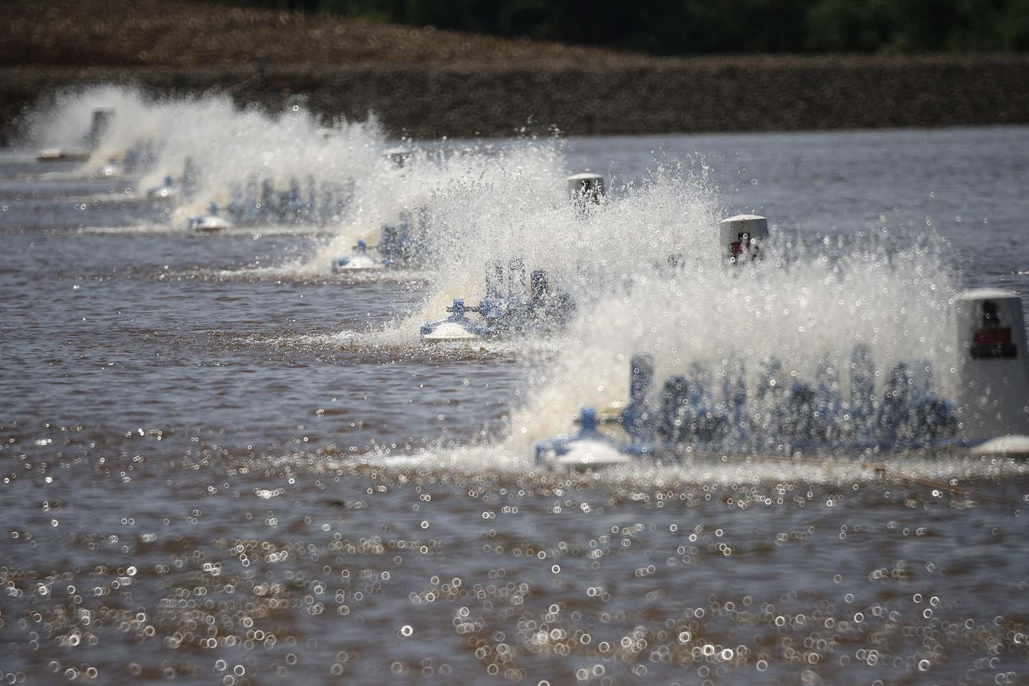 Palotina - 10-10-2020 - Produtor de Tilapia  Paulo Alexandre Borba Michelon  - Foto : Jonathan Campos / AEN