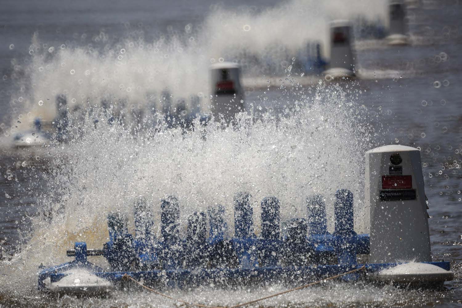 Palotina - 10-10-2020 - Produtor de Tilapia  Paulo Alexandre Borba Michelon  - Foto : Jonathan Campos / AEN