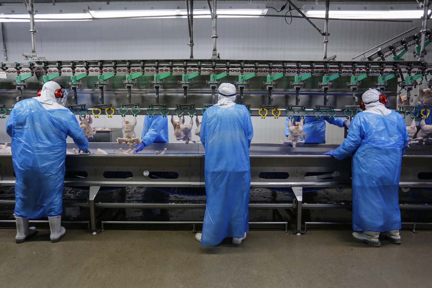 Matelândia- 22-10-2020 - Abatedouro de aves da cooperativa lar em Matelândia - Foto : Jonathan Campos / AEN