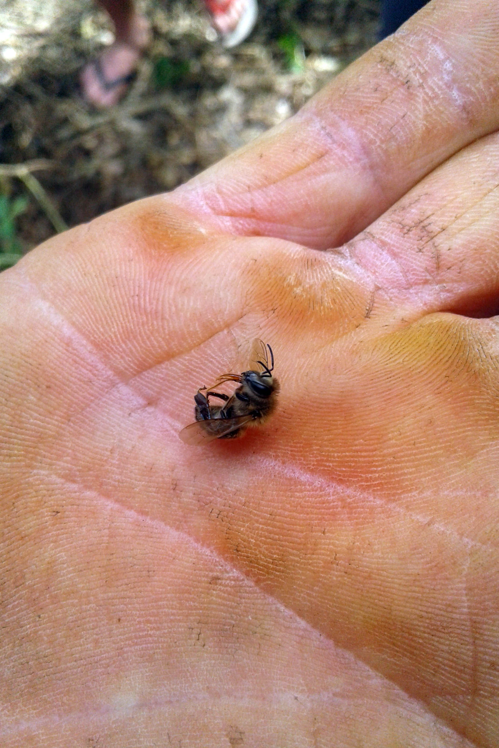 Investigação apontou que produto atingiu nabo forrageiro em flor, que atraía as abelhas. Agricultor foi autuado pela Adapar.
Foto: SEAB