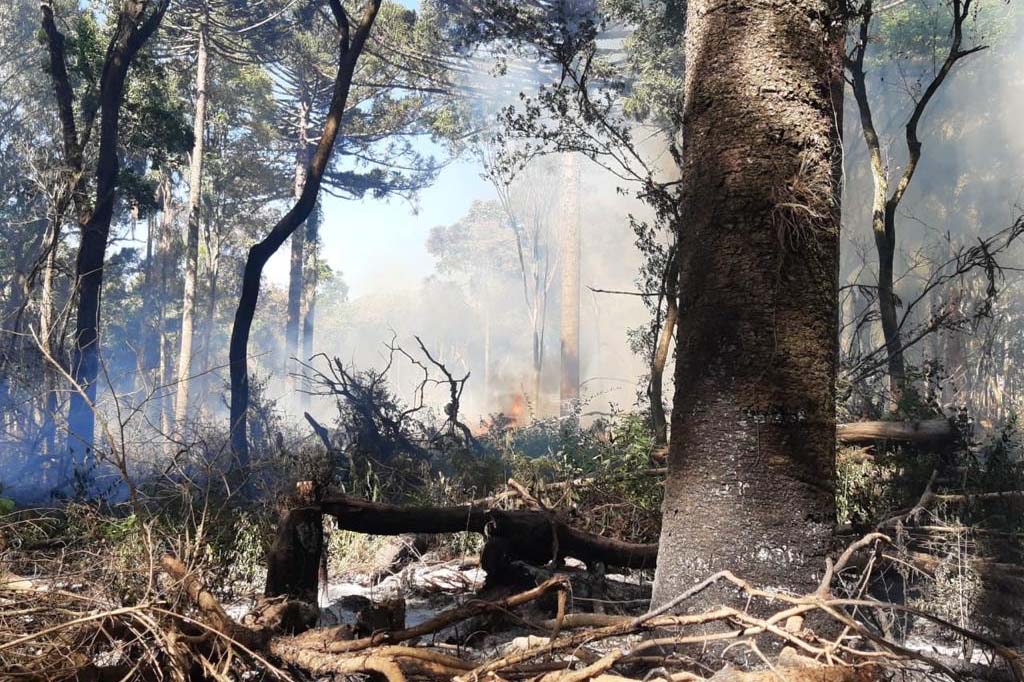 Forças Tarefas resultam em mais de R$5,24 milhões em multas ambientais. Foto:SEDEST