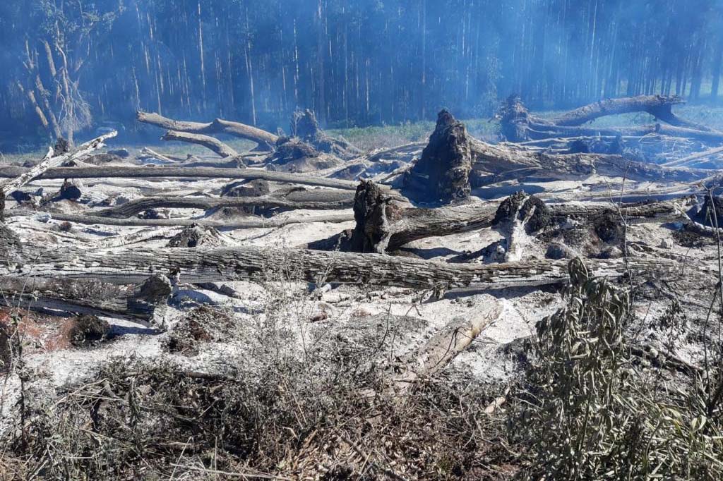Forças Tarefas resultam em mais de R$5,24 milhões em multas ambientais. Foto:SEDEST